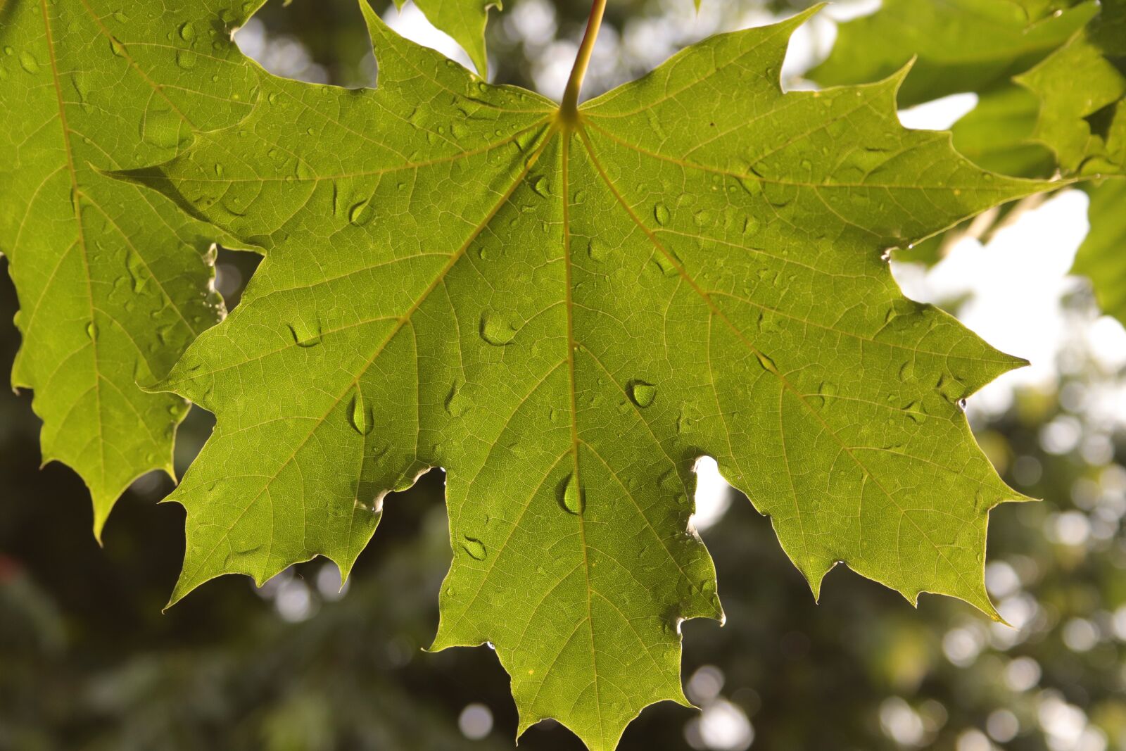 Canon EF-S 18-55mm F3.5-5.6 II sample photo. Leaf, maple, wet photography