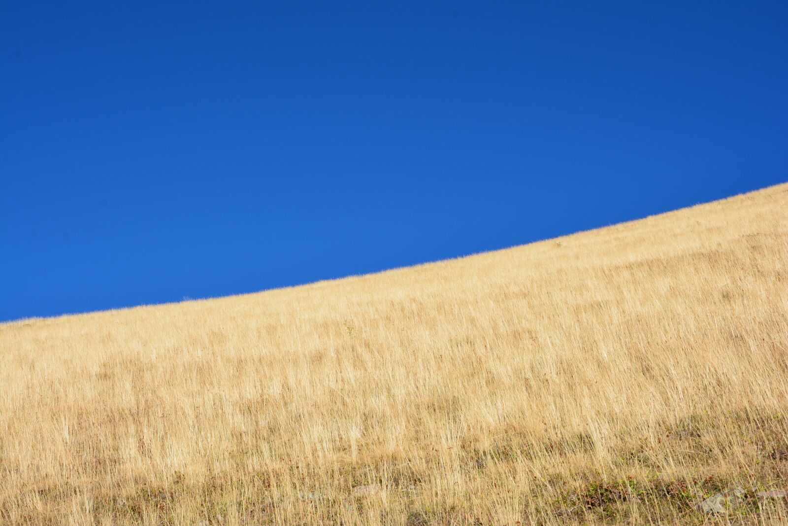 Nikon D7100 sample photo. Grass, kaçkars, nature photography