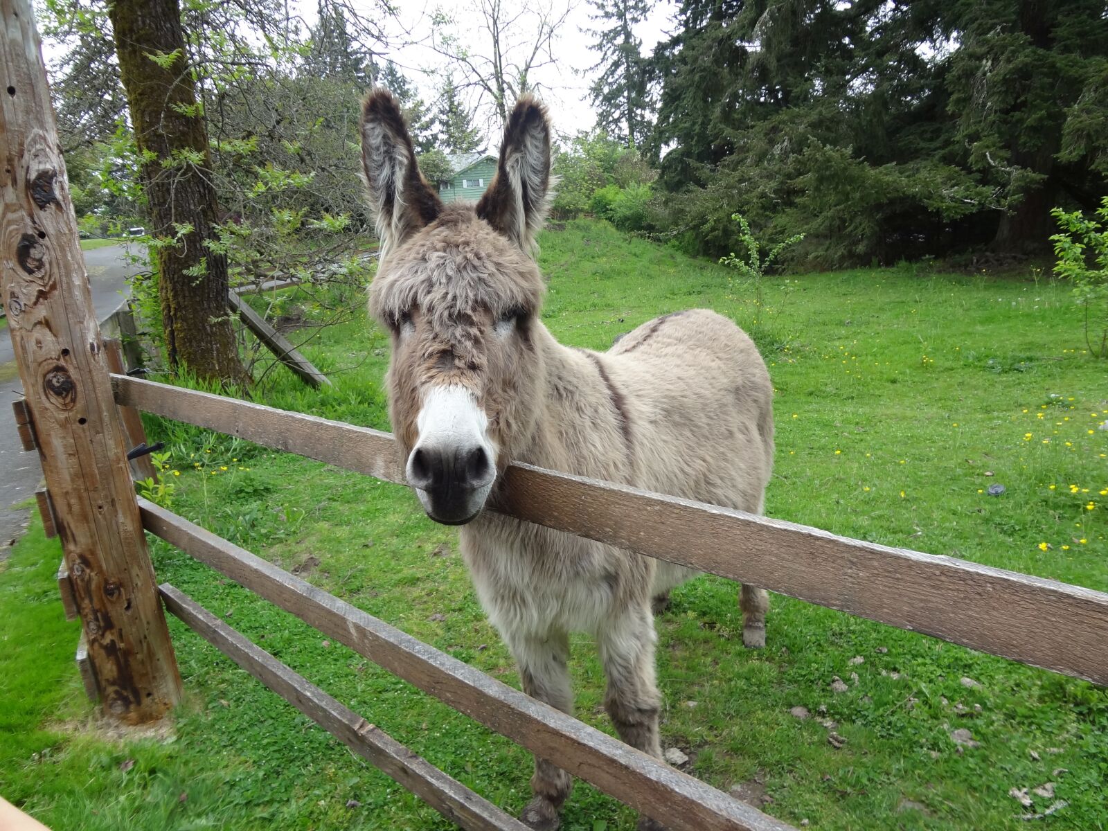 Sony DSC-WX9 sample photo. Donkey, braying, animal photography