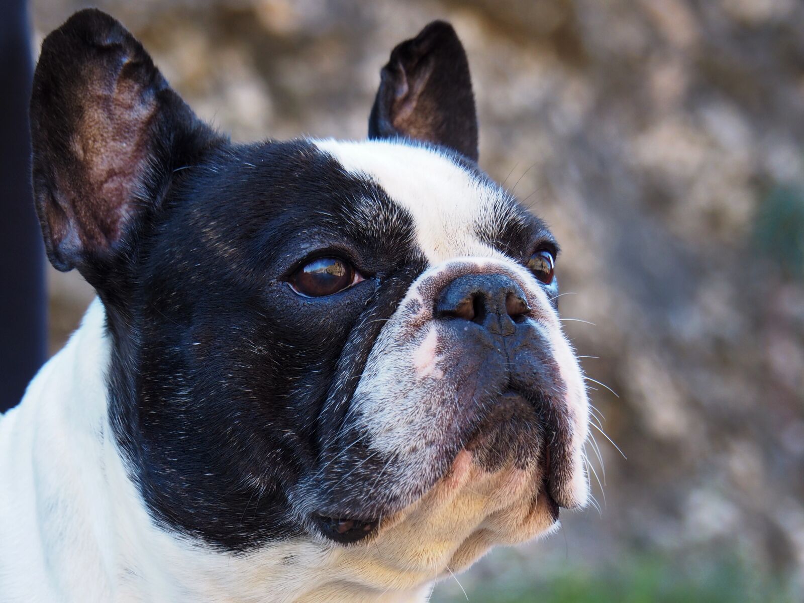 OLYMPUS M.14-150mm F4.0-5.6 II sample photo. French bulldog, portrait, dog photography
