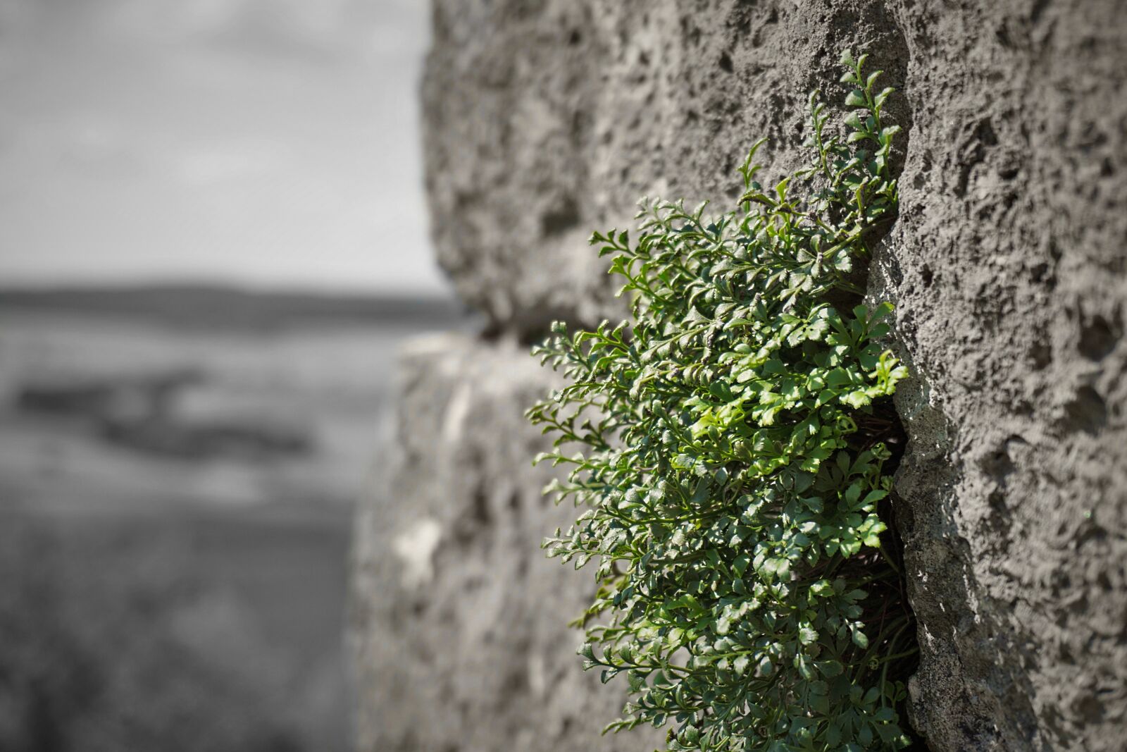 Sony E 16-50mm F3.5-5.6 PZ OSS sample photo. Wall, green, castle photography
