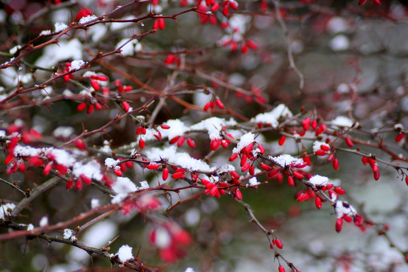 Canon EOS 1200D (EOS Rebel T5 / EOS Kiss X70 / EOS Hi) sample photo. Barberry, winter, bush photography