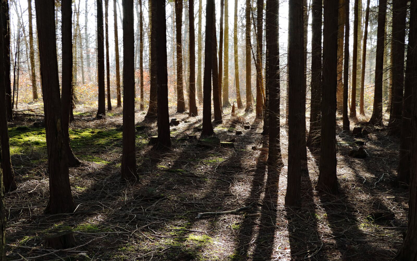 Canon EOS 80D sample photo. Forest, trees, shadow photography
