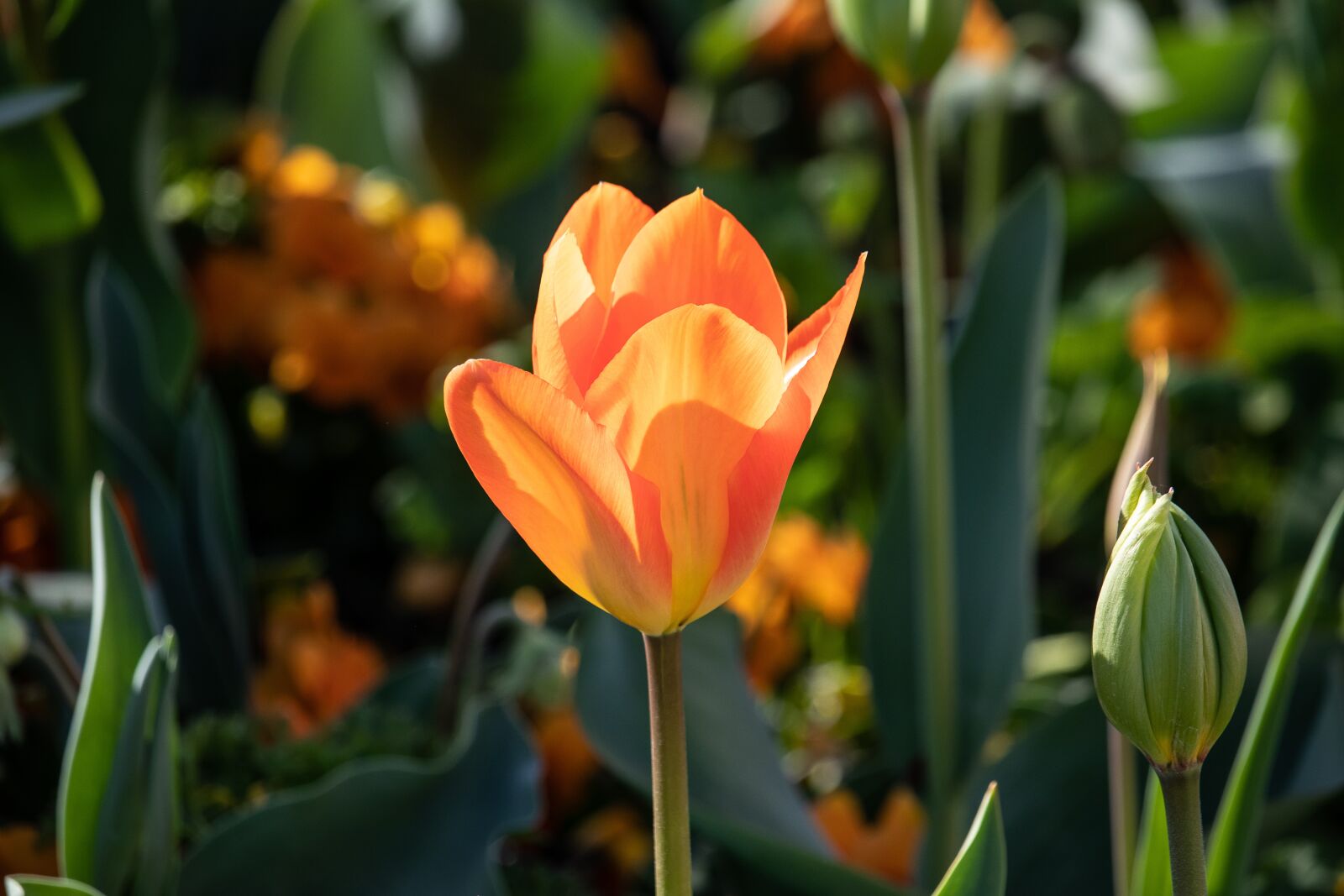 Canon EF-S 55-250mm F4-5.6 IS STM sample photo. Tulip, flower, plant photography