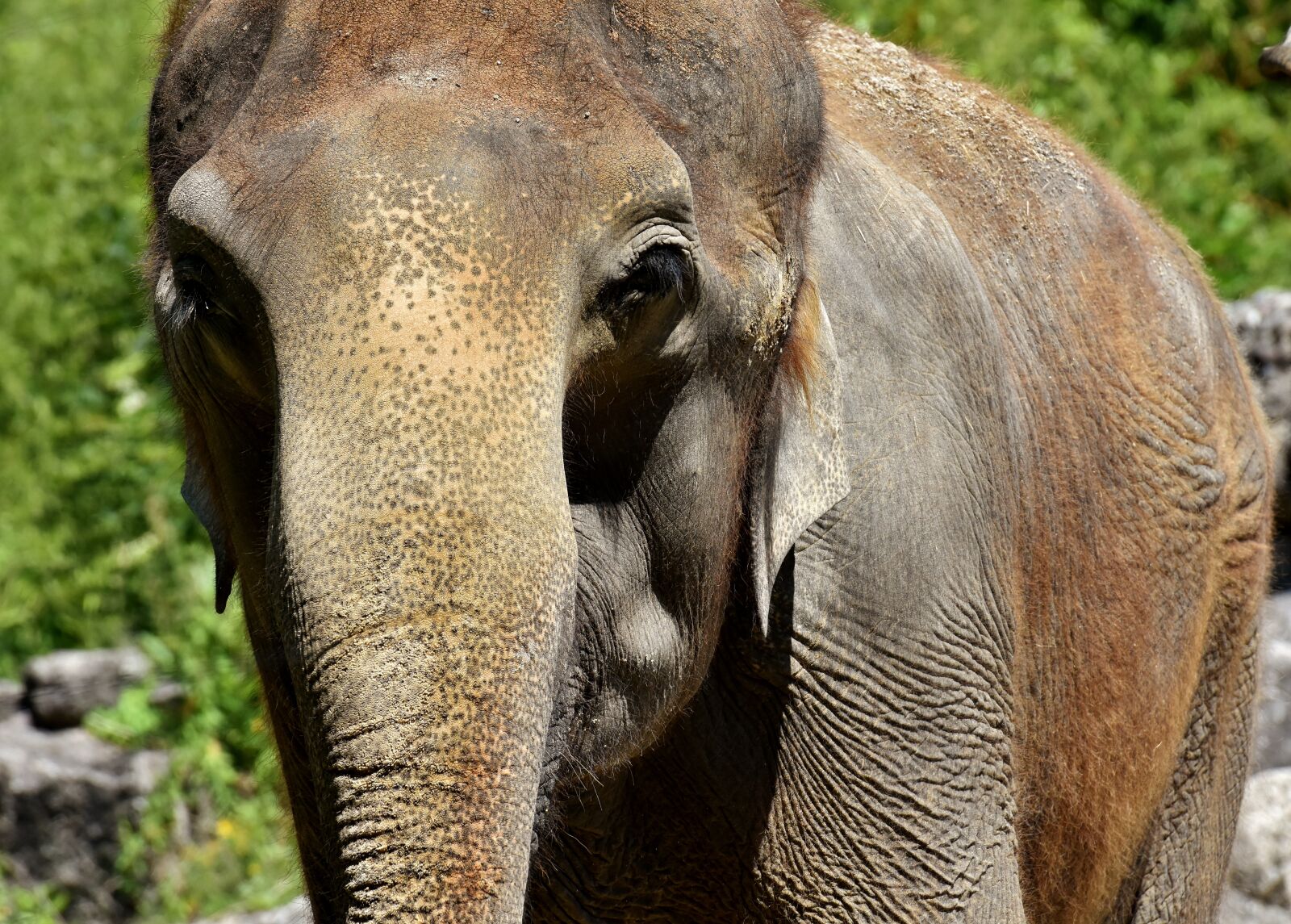 Nikon D7200 sample photo. Elephant, pachyderm, animal photography