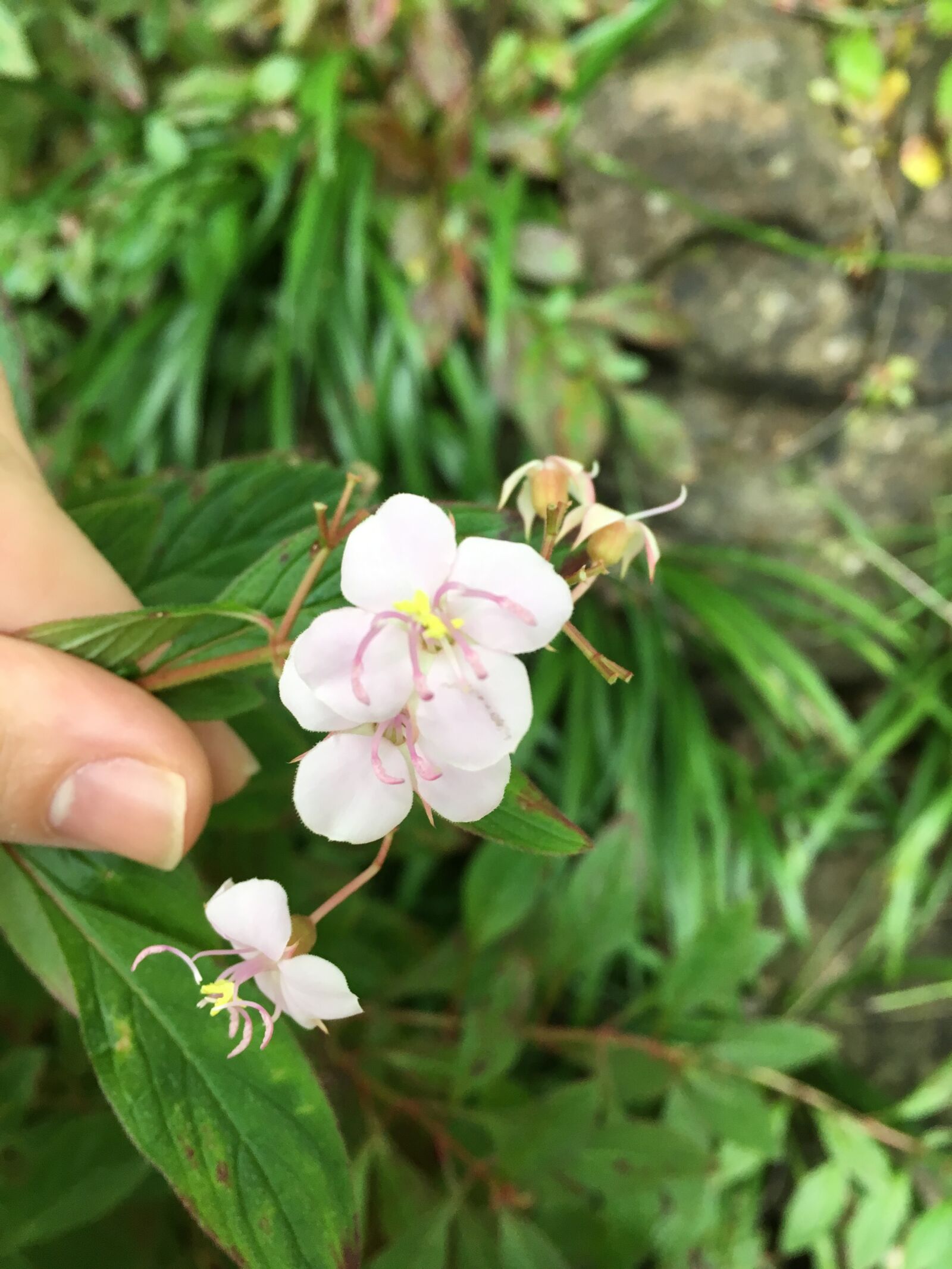 iPhone SE back camera 4.15mm f/2.2 sample photo. Exotic, flower, flower, flowers photography