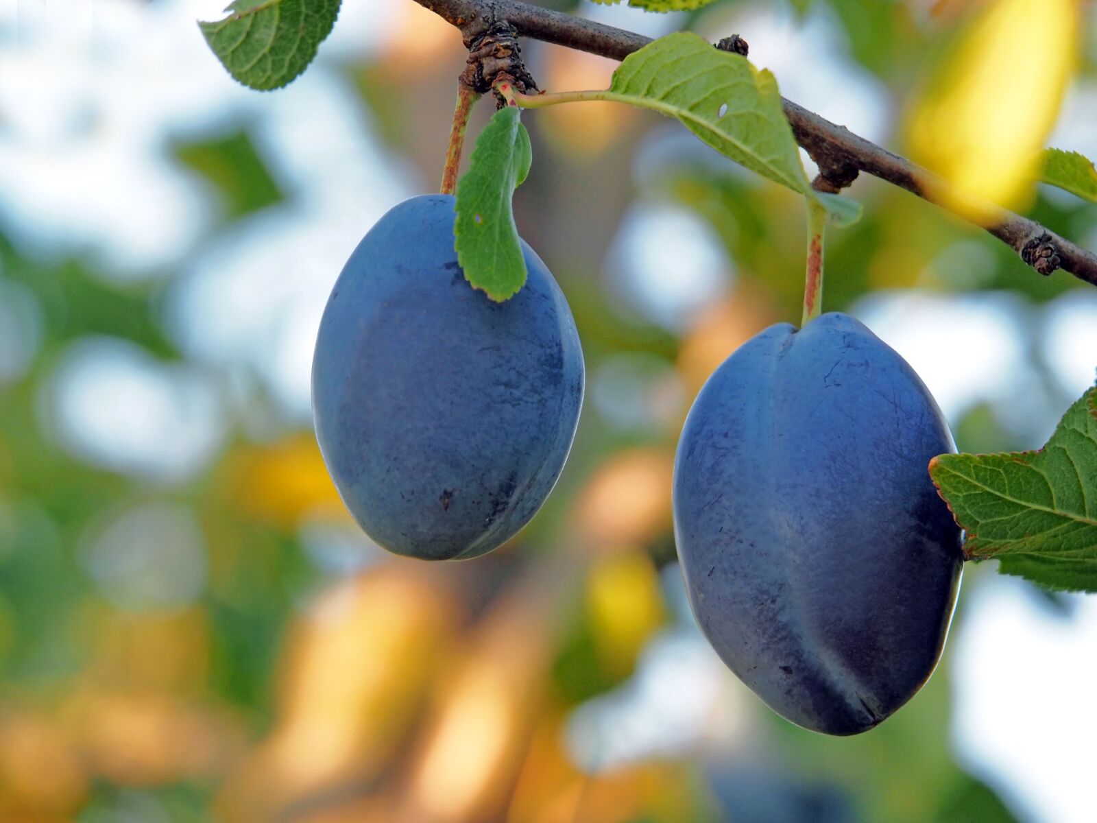 Olympus OM-D E-M1 sample photo. Plums, harvest, tree photography