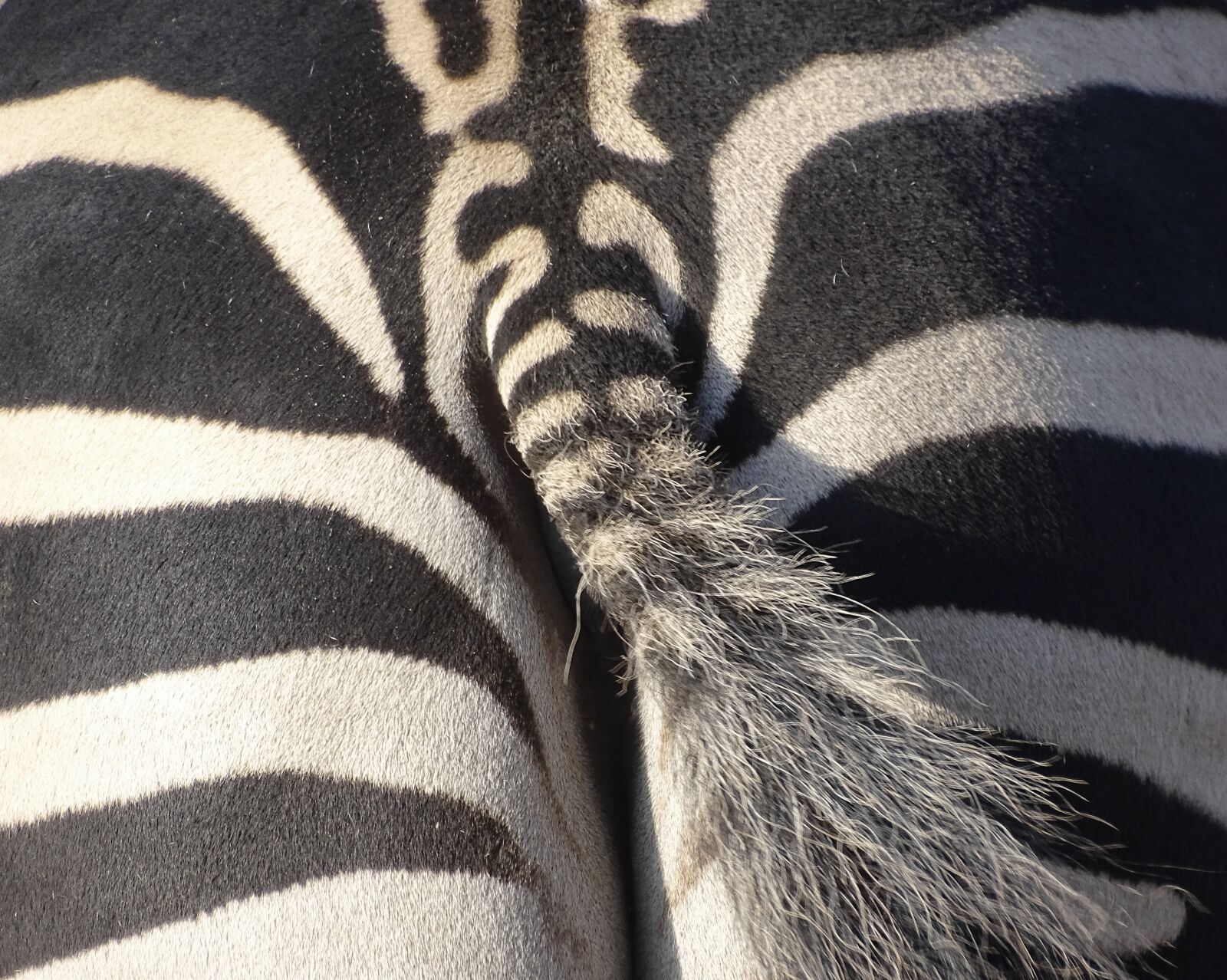 Sony Cyber-shot DSC-HX400V sample photo. Zebra, animal, mammal photography