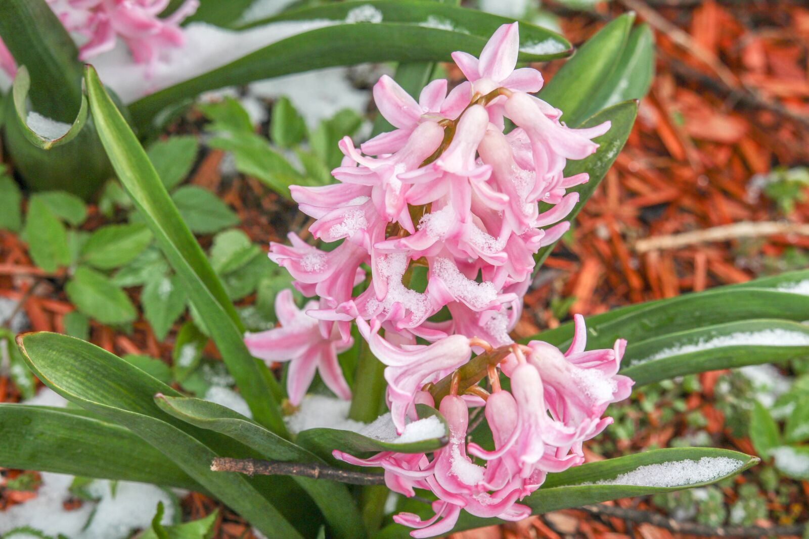 Canon EOS 700D (EOS Rebel T5i / EOS Kiss X7i) sample photo. Nature, flower, leaf photography