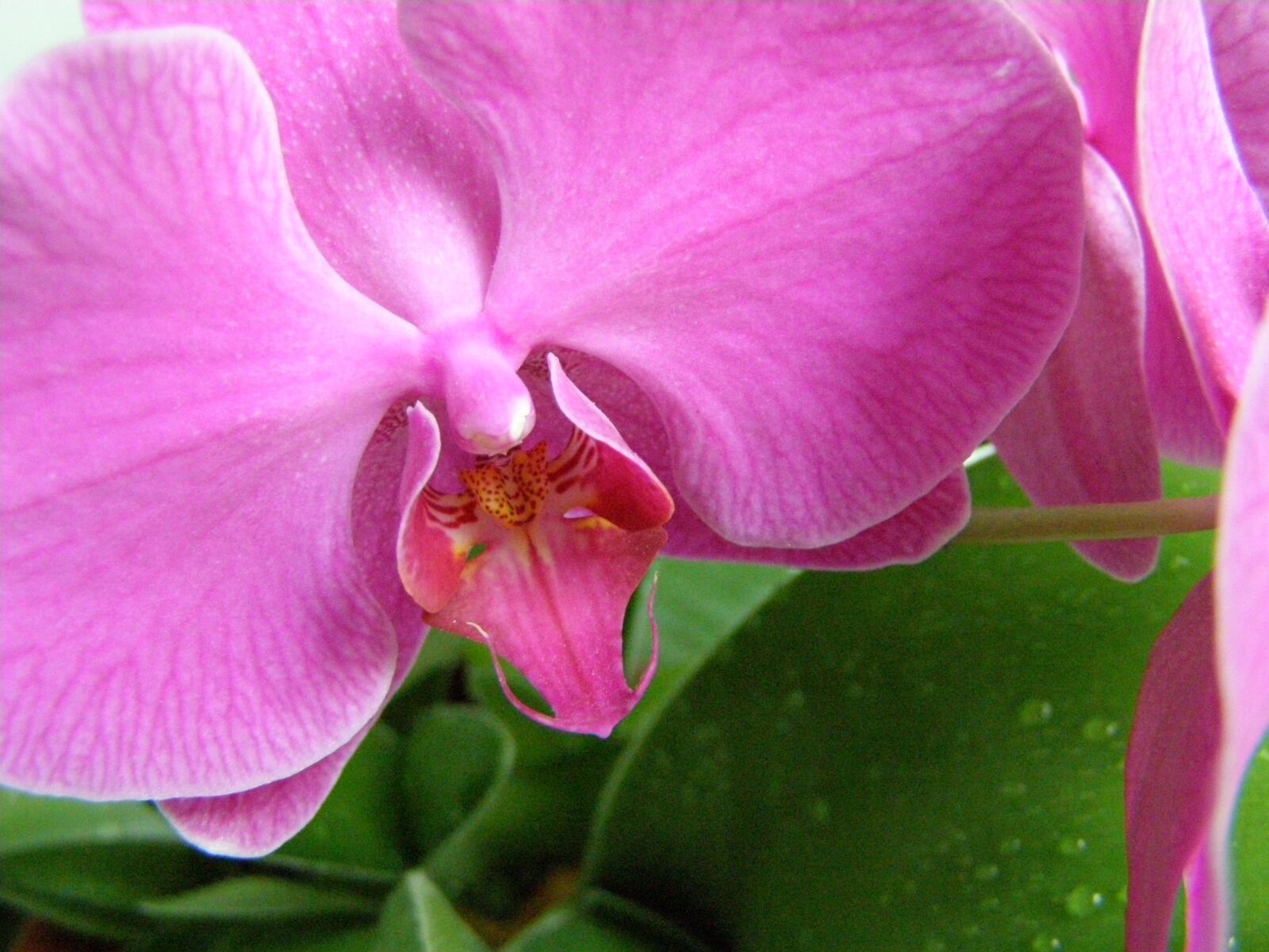 Olympus SP510UZ sample photo. Spring, flower, pink photography