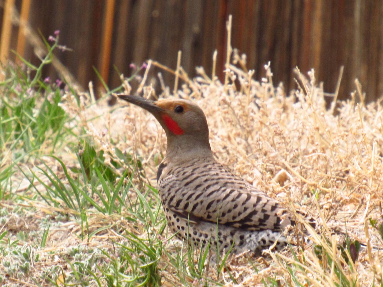 Canon PowerShot SX530 HS sample photo. Bird, animal, nature photography