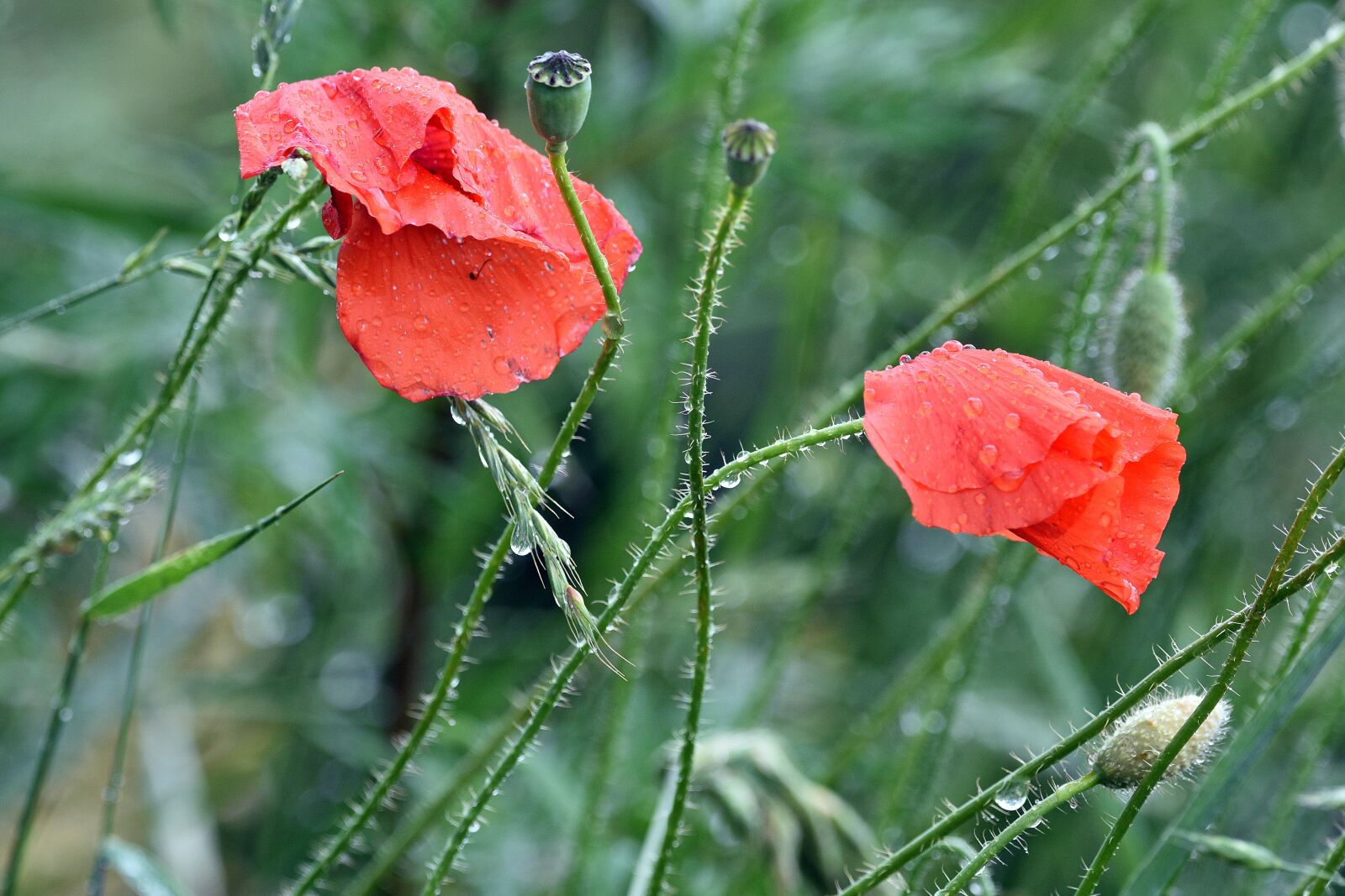 Nikon D3400 sample photo. Poppy, poppies, meadow photography