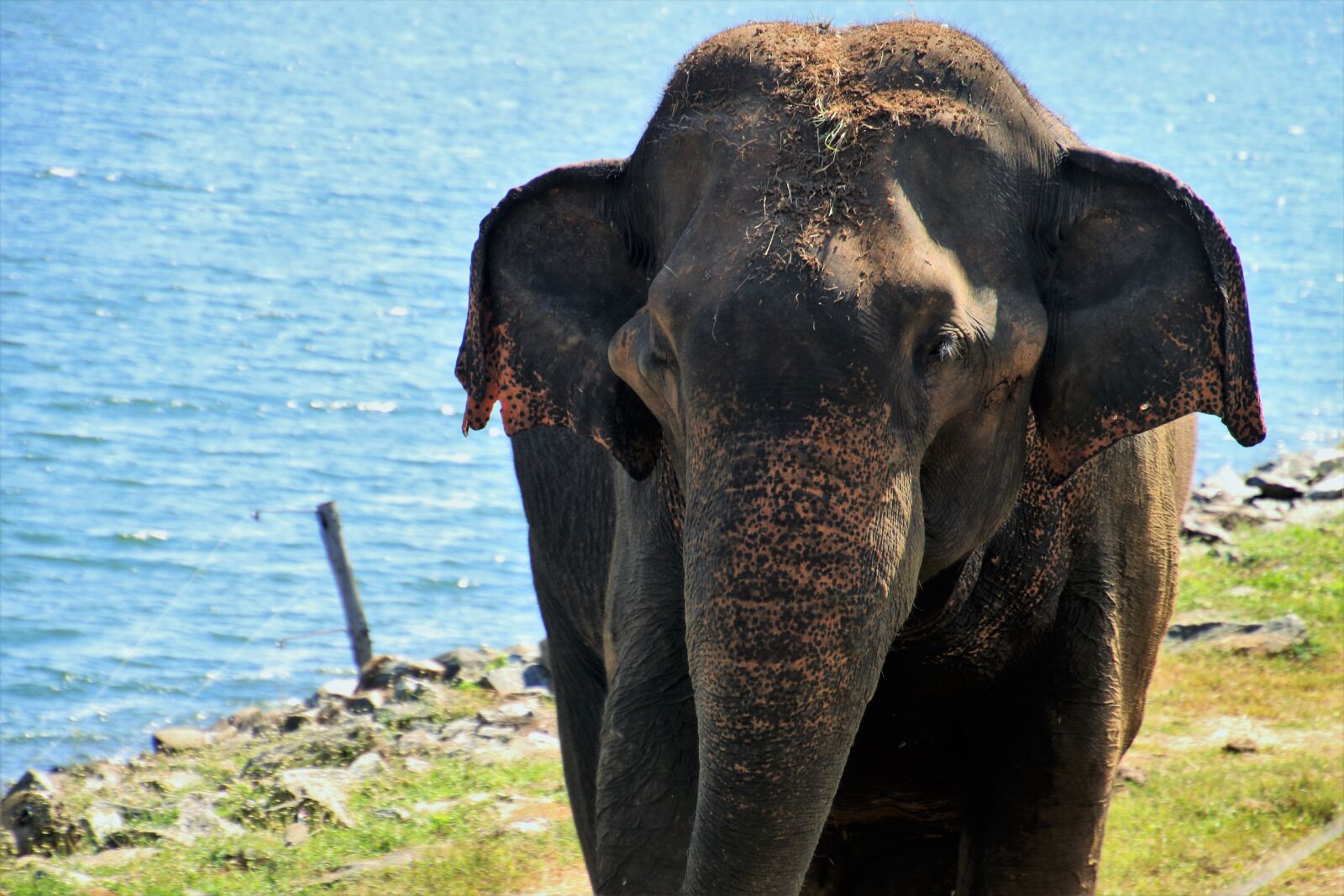 Canon EOS 80D sample photo. Elephant, nature, huge photography