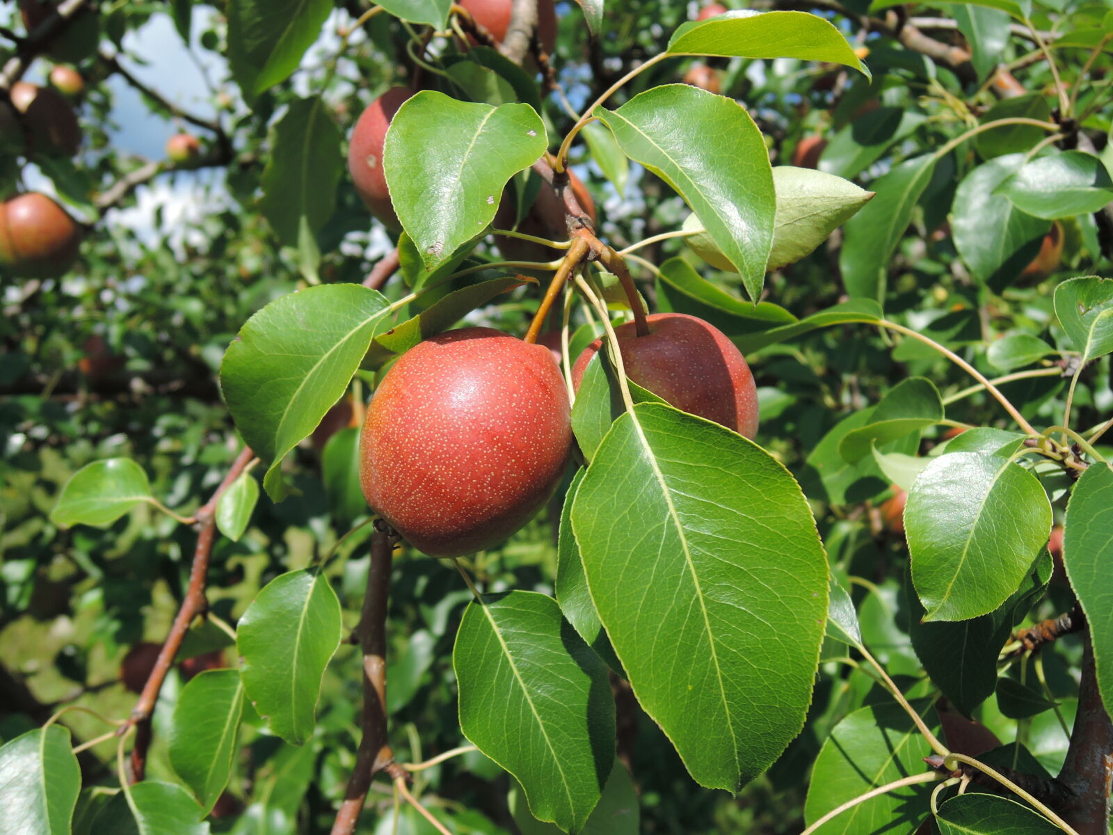 Nikon Coolpix P330 sample photo. Fruit, garden, leaf, pear photography