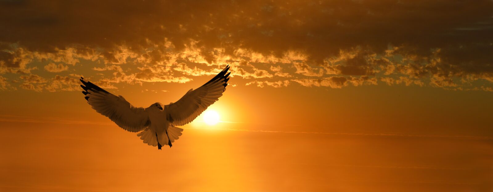Nikon D3200 sample photo. Sunset, seagull, flight photography
