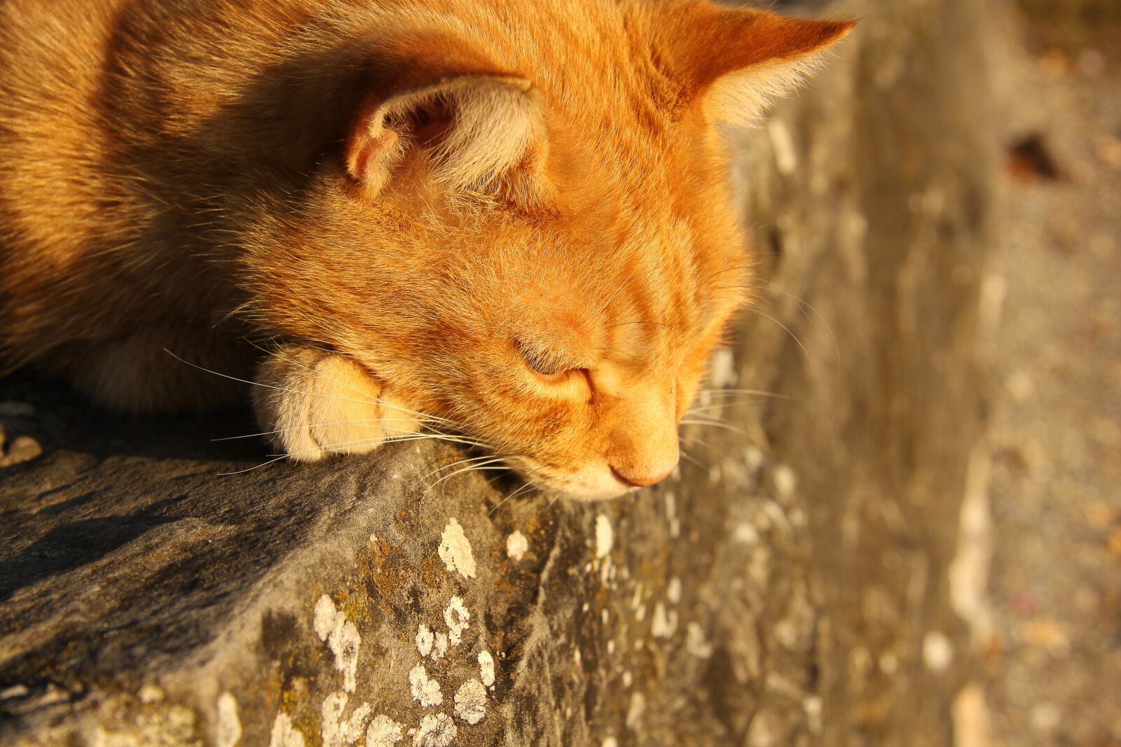Canon EOS 50D sample photo. Cat, pet, red cat photography