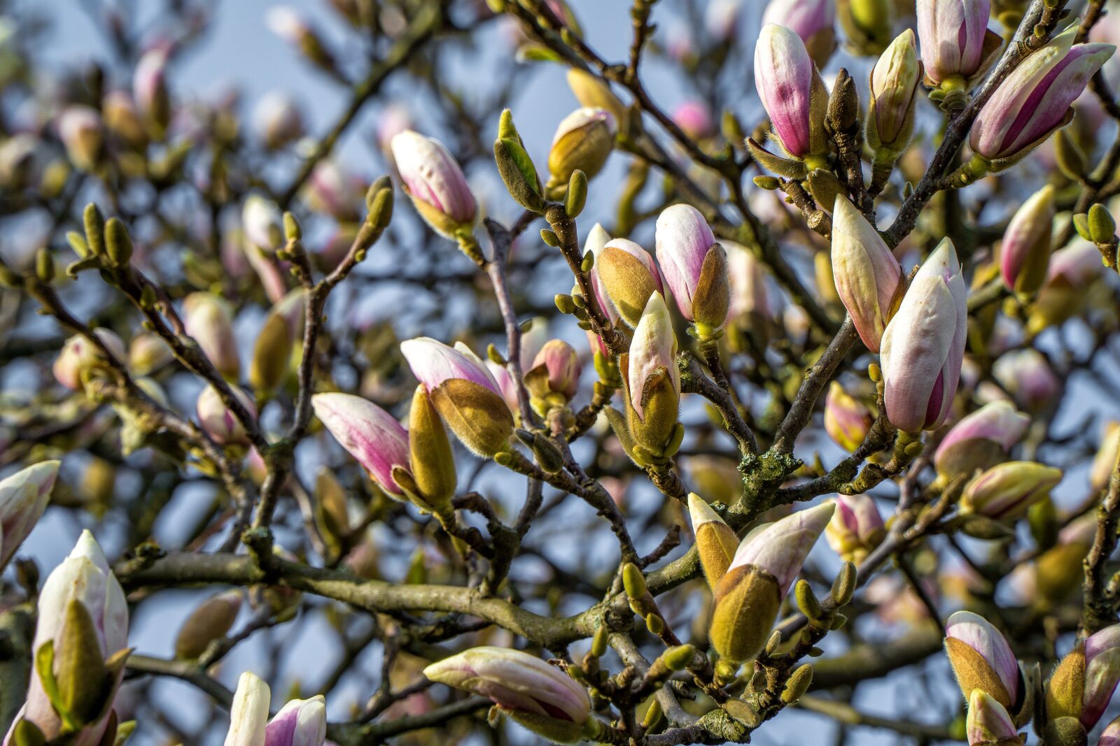 Sony a6000 + Sony E PZ 18-105mm F4 G OSS sample photo. Magnolia, magnolia tree, spring photography