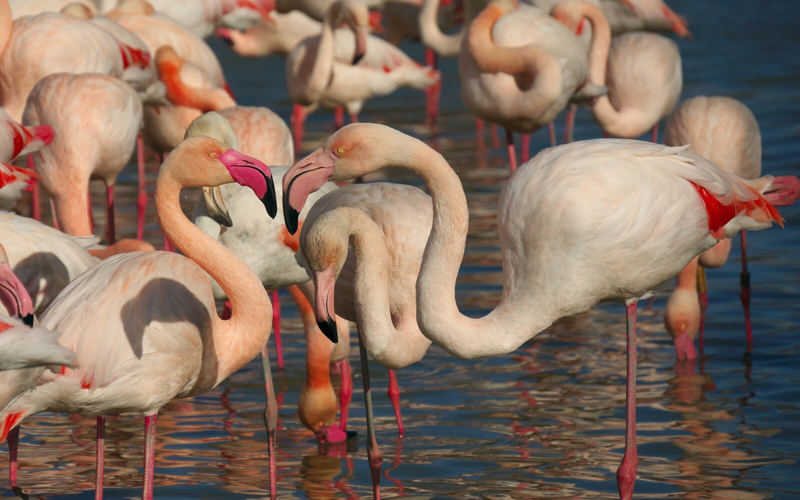 Panasonic Lumix DMC-GX7 sample photo. Pink flamingo, bird, fauna photography