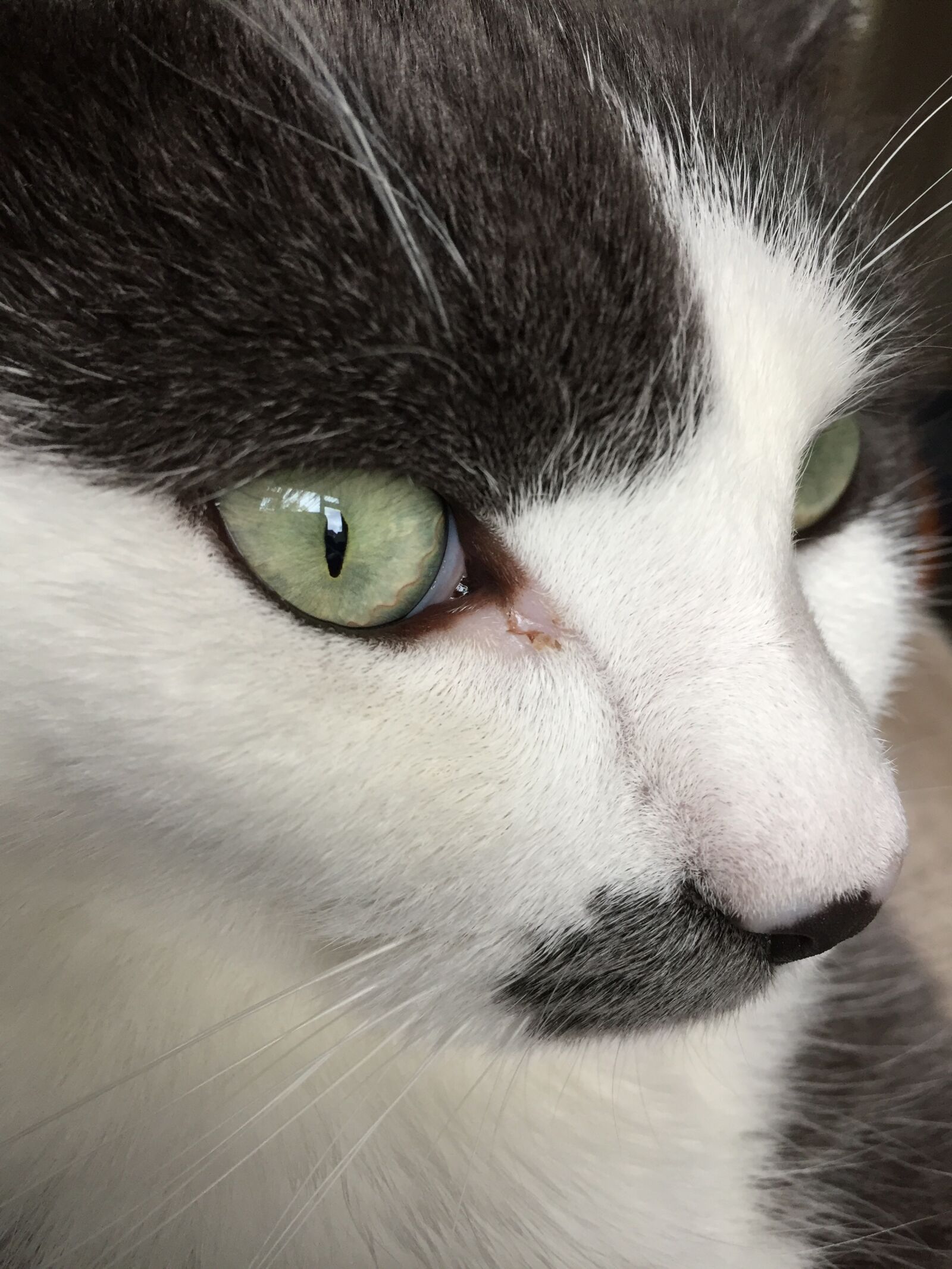 Apple iPhone 6 sample photo. Great cat, green eyes photography