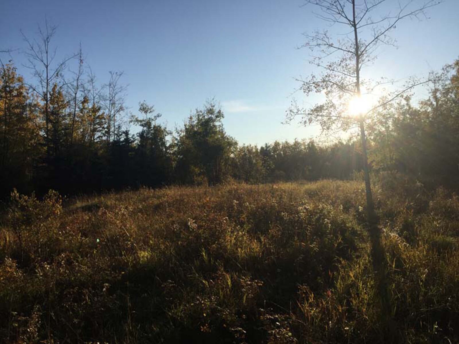iPhone 6 back camera 4.15mm f/2.2 sample photo. Clear, sky, grass, field photography