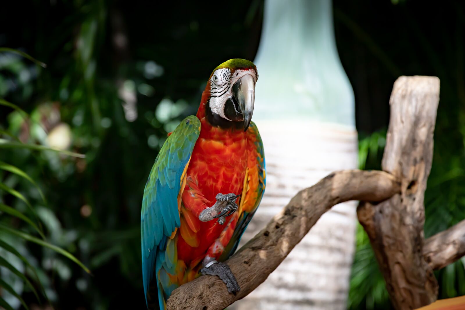 Canon EOS 7D Mark II + Canon EF 24-70mm F2.8L II USM sample photo. Parrot, exotic, bird photography