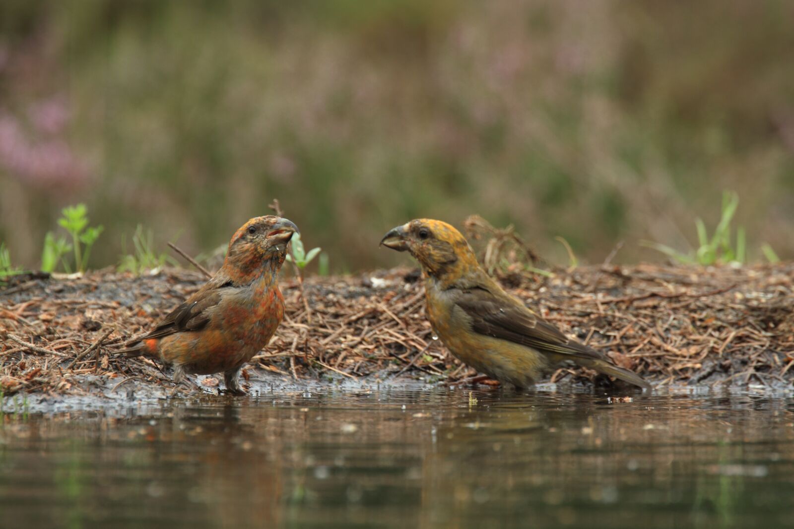 Canon EOS 7D sample photo. Crossbill, kruisbekken, nature photography
