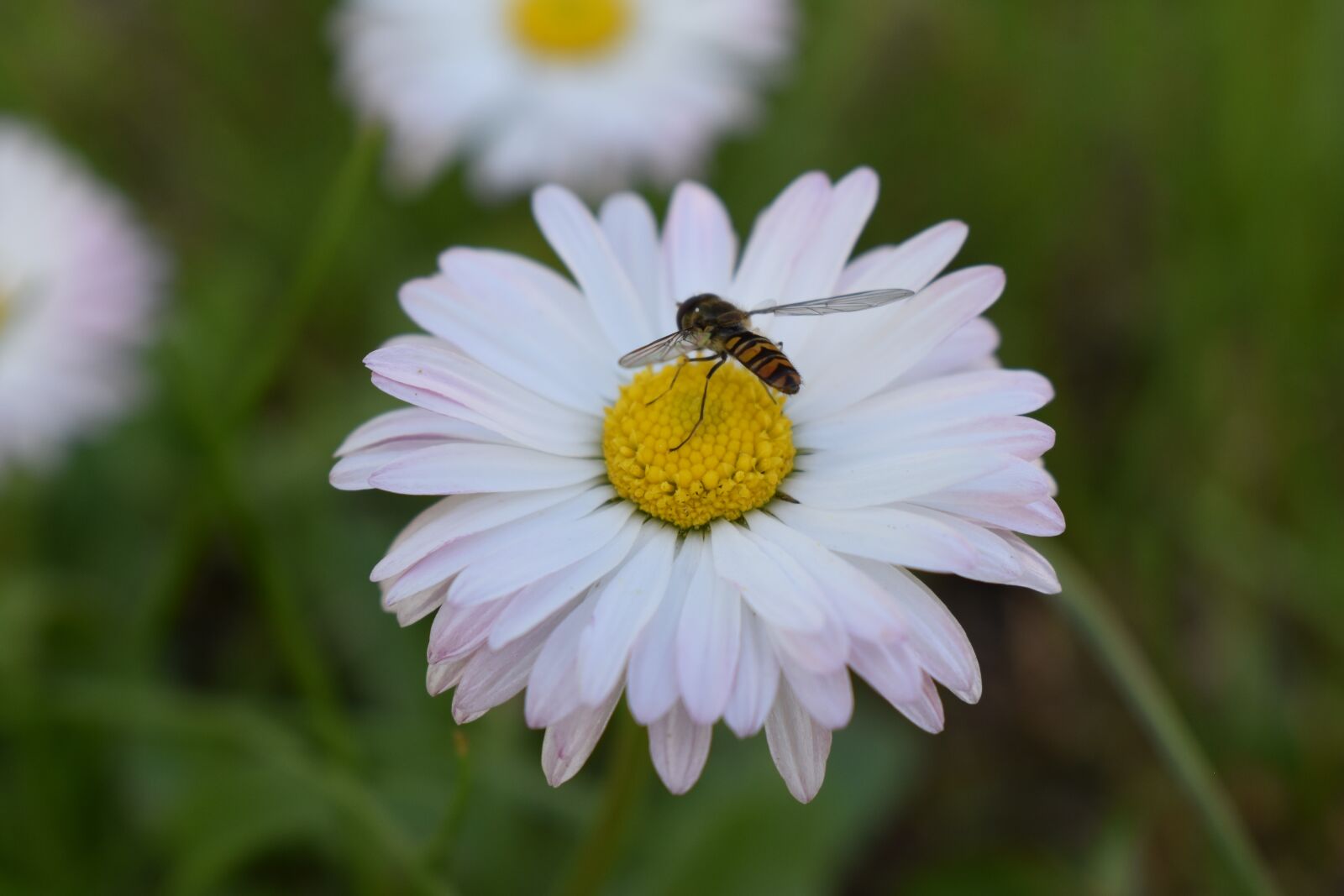 Nikon D5600 sample photo. Flower, white, yellow photography
