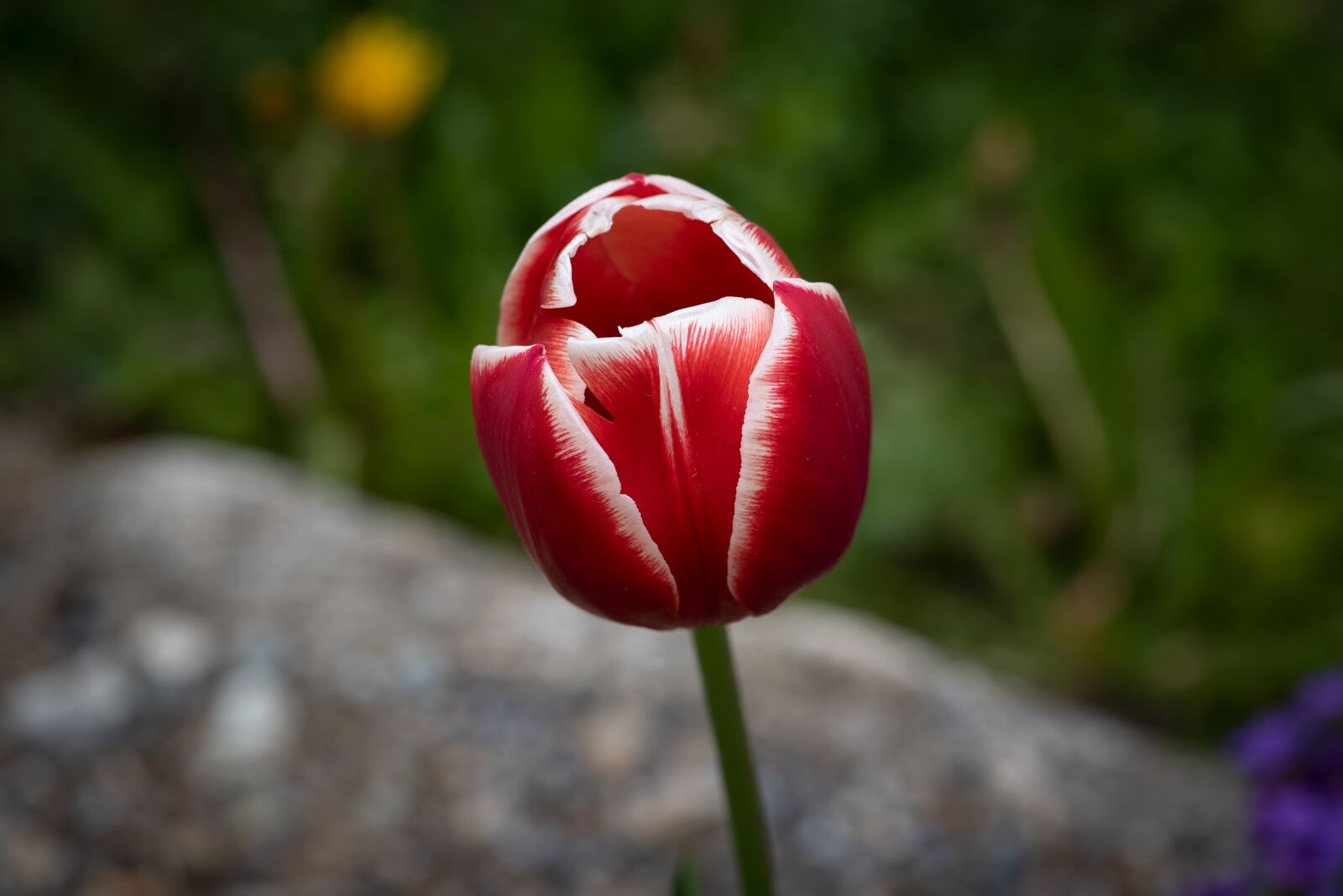 Nikon D750 sample photo. Tulip, flower, blossom photography