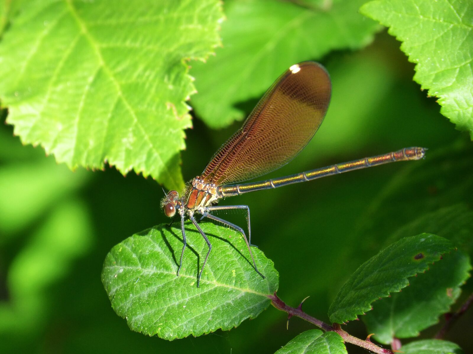 Panasonic DMC-FZ62 sample photo. Libella, black dragonfly, calopteryx photography