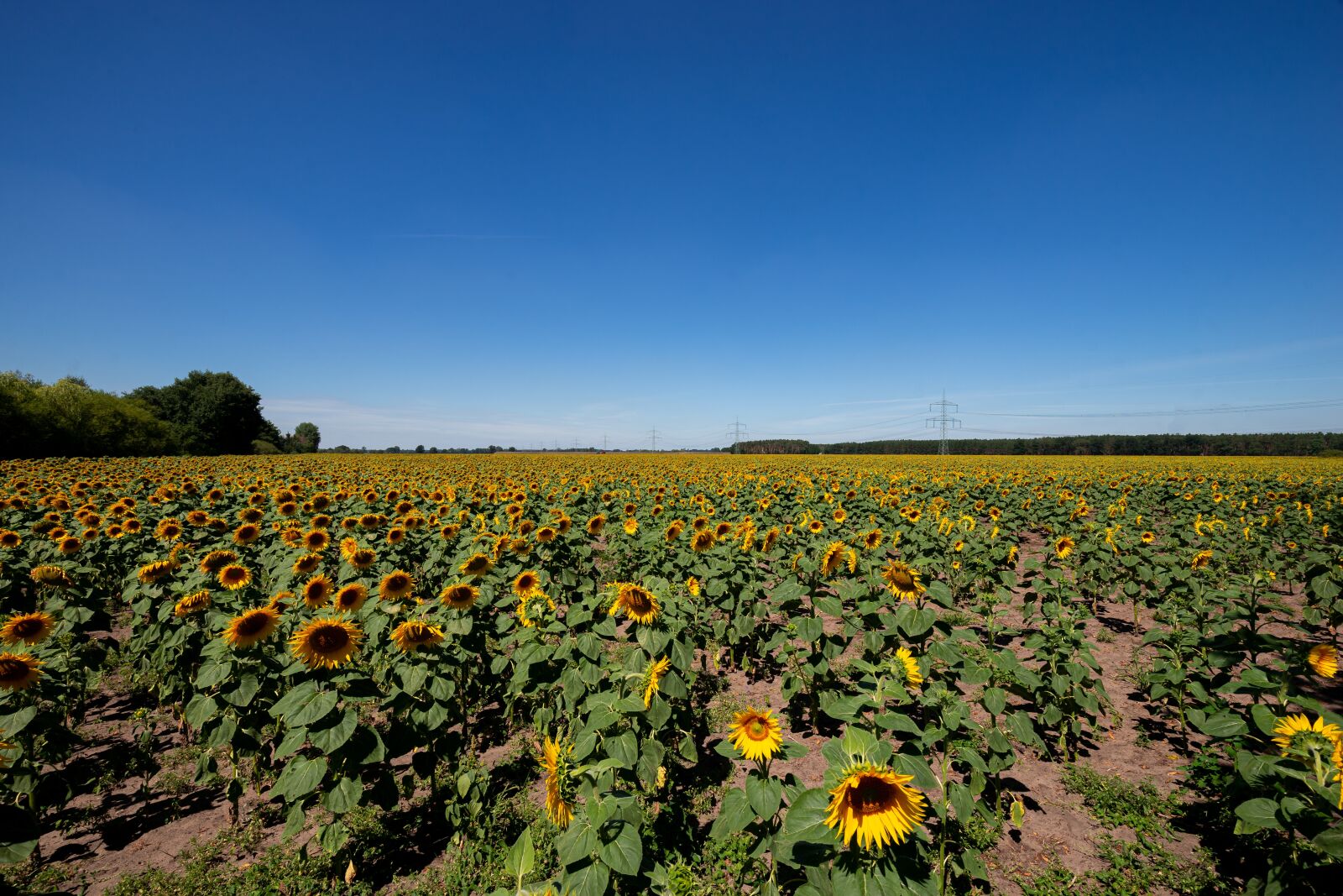DT 16-35mm F4 SAM sample photo. Sunflower, sky, summer photography