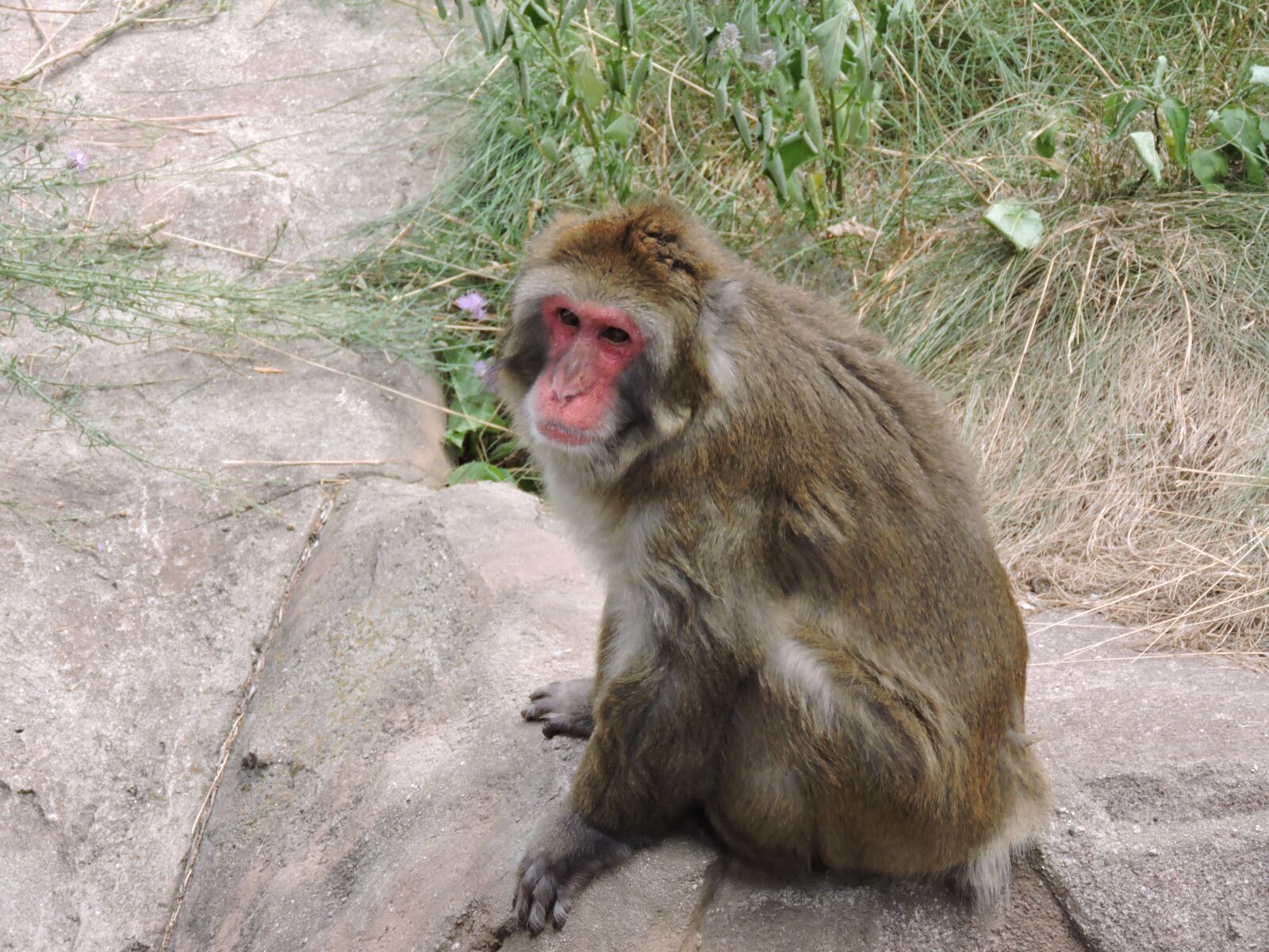 Nikon Coolpix P530 sample photo. Zoo, primate, animal photography