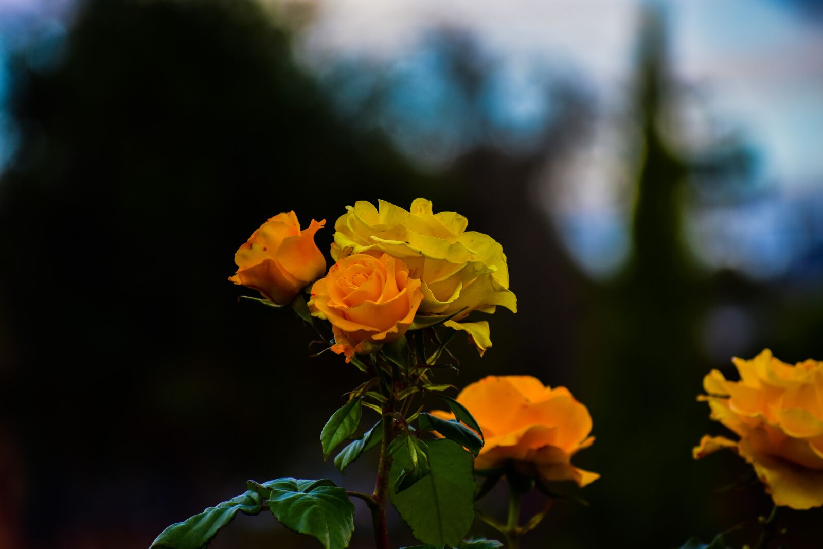 Nikon D3400 sample photo. Rosa, bella, flower photography