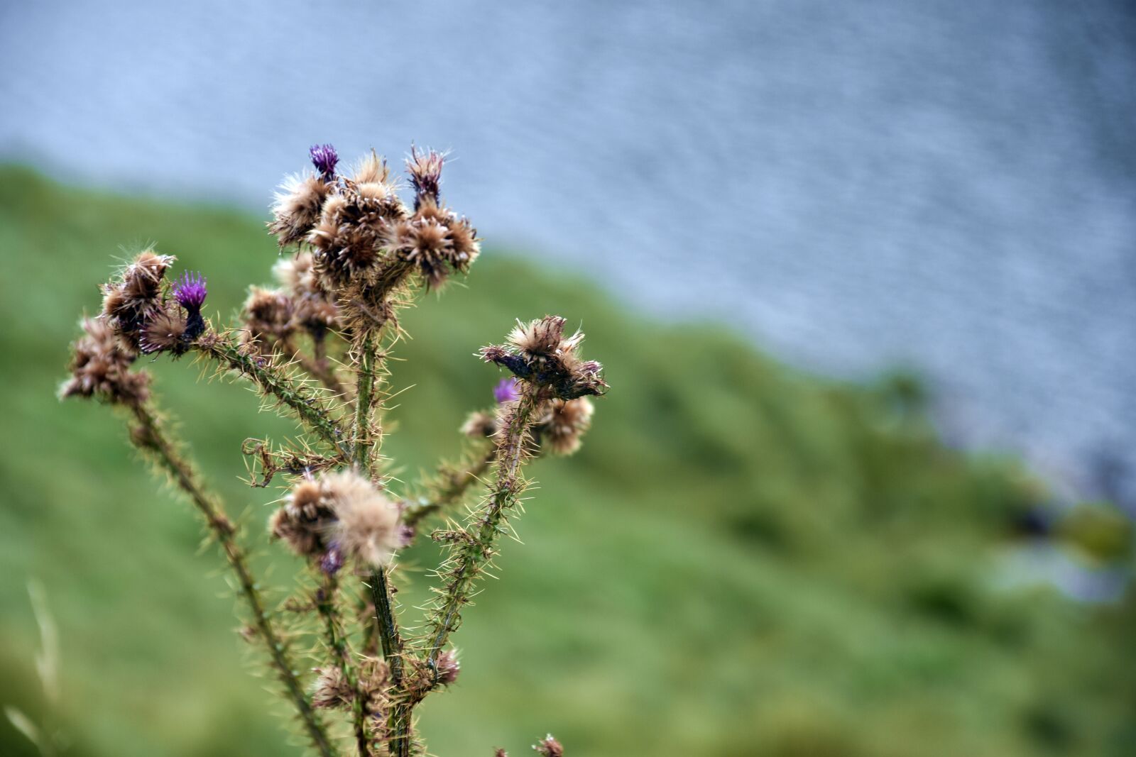 Nikon D3400 sample photo. Nature, plant, tree photography
