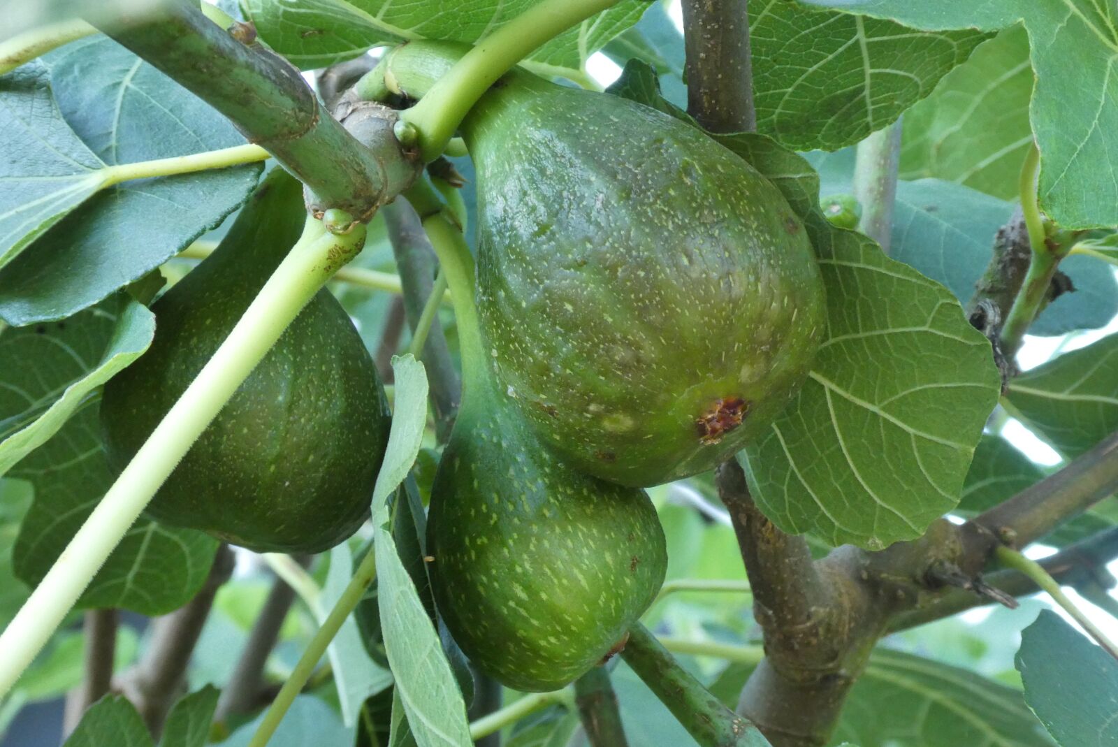 Panasonic Lumix DC-ZS70 (Lumix DC-TZ90) sample photo. Figs, fig tree, green photography