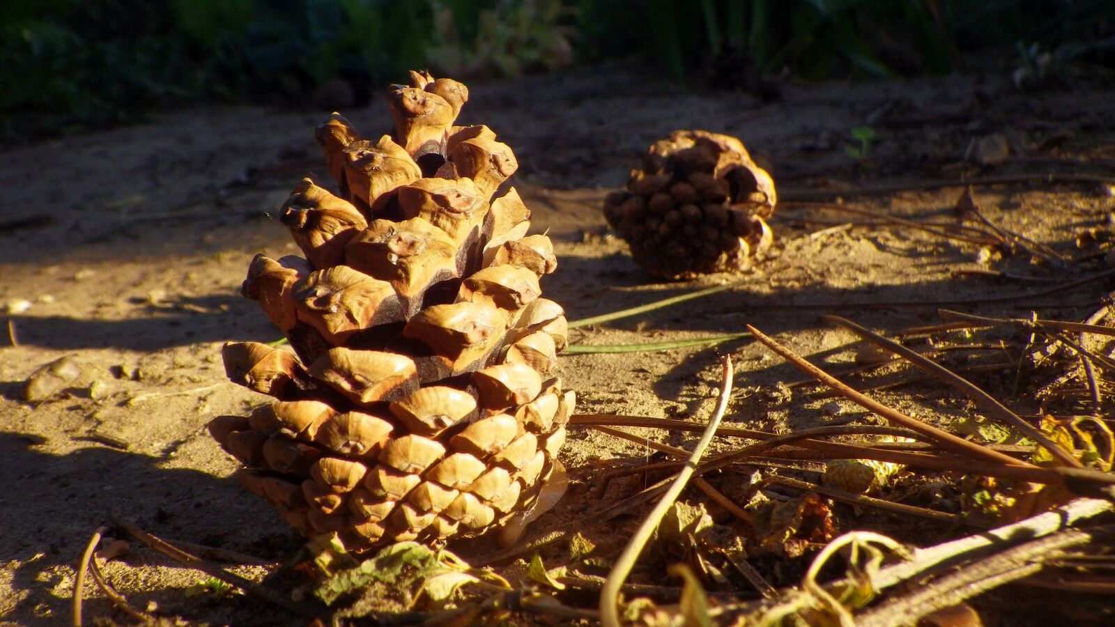 Pentax Optio WG-2 sample photo. Cone, pine, crop photography
