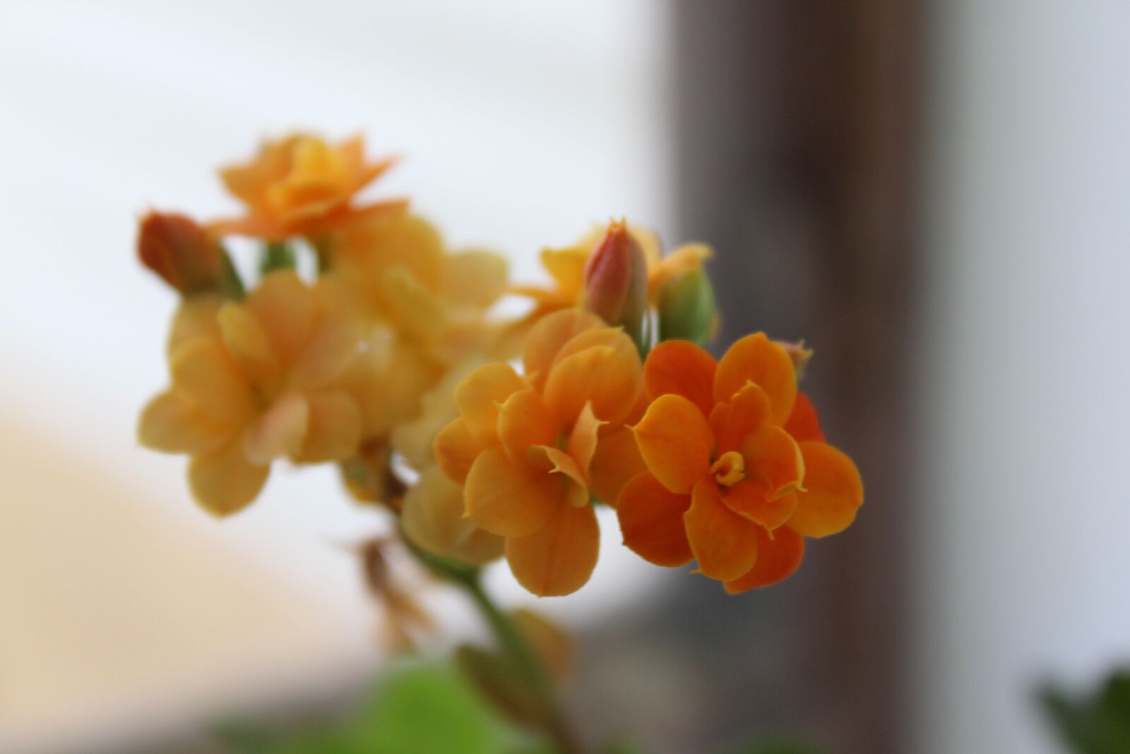 Canon EOS 1200D (EOS Rebel T5 / EOS Kiss X70 / EOS Hi) sample photo. Flower, orange, the plant photography