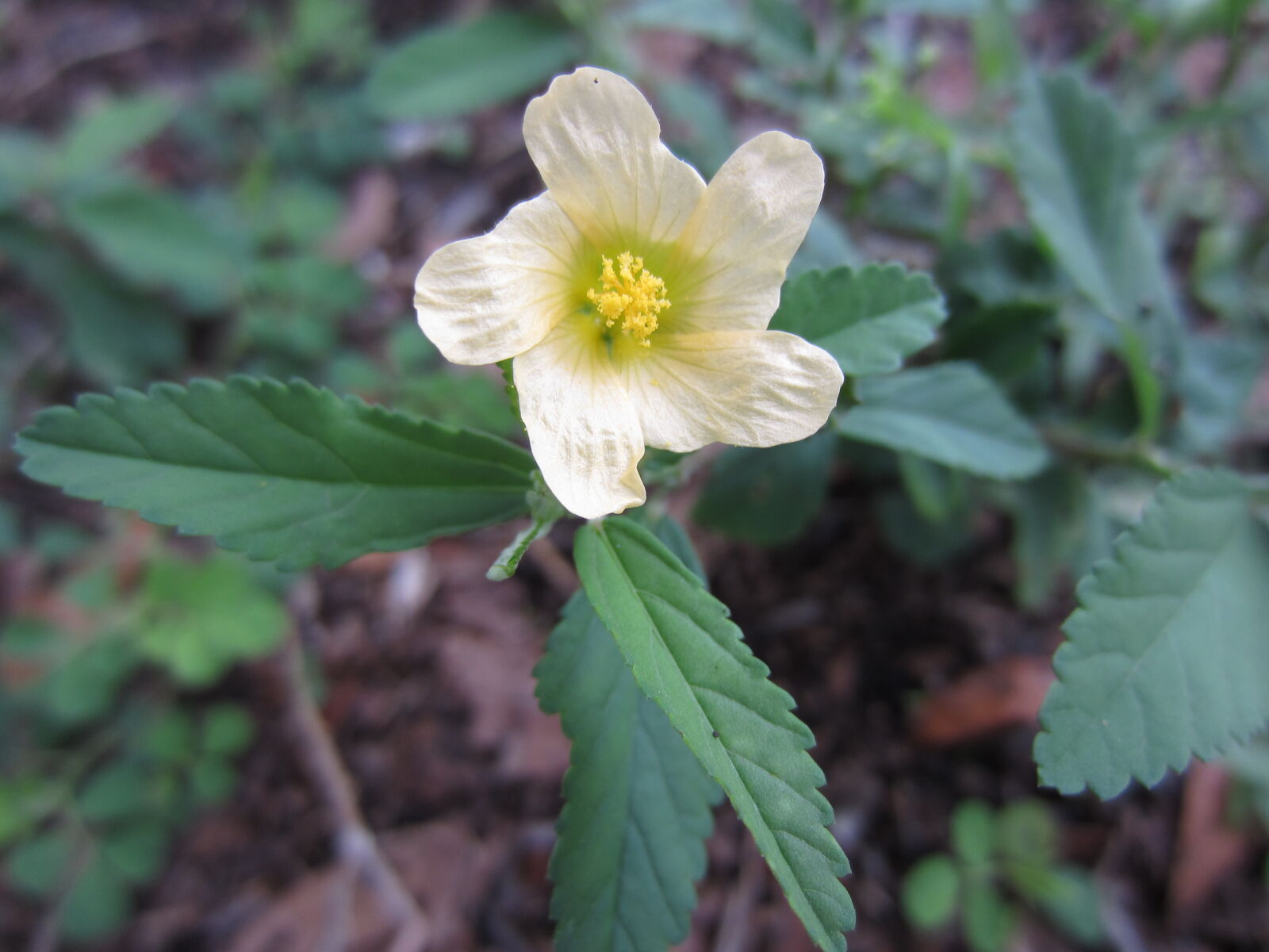 Canon PowerShot ELPH 300 HS (IXUS 220 HS / IXY 410F) sample photo. Bianco, fiore, flower, giallo photography