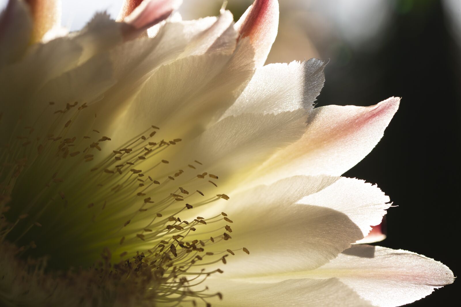 Nikon D600 sample photo. Flower, nature, plant photography