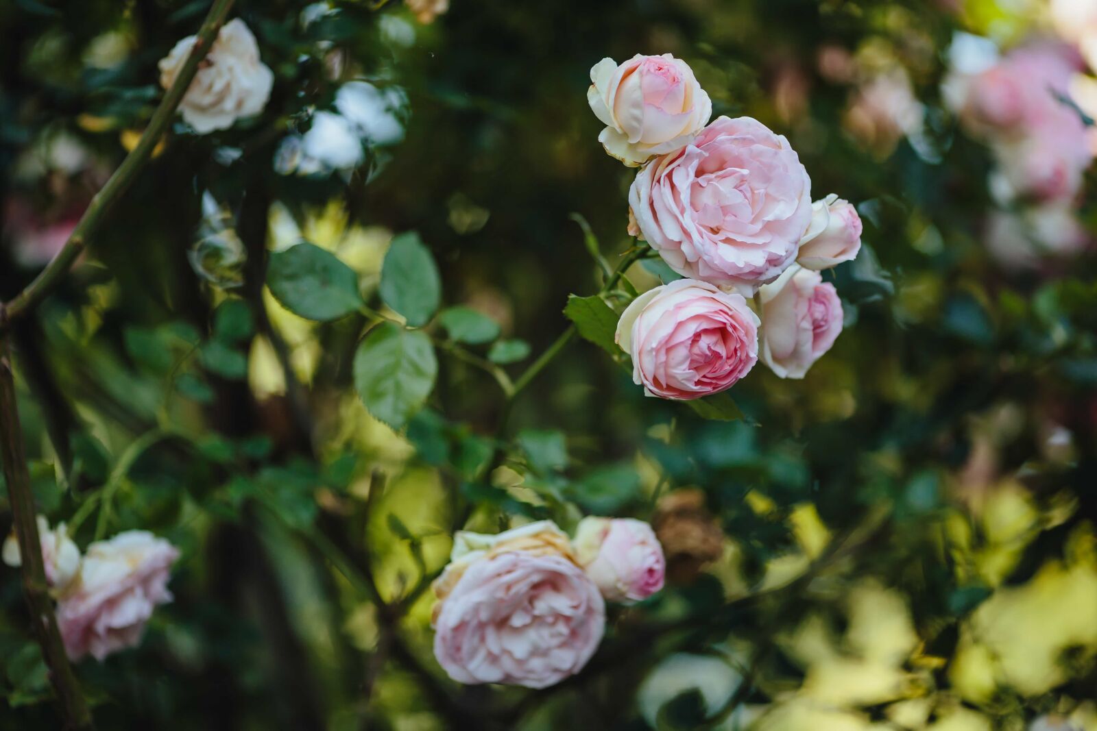 Canon EF 135mm F2L USM sample photo. Focus, rose, shrub, plant photography