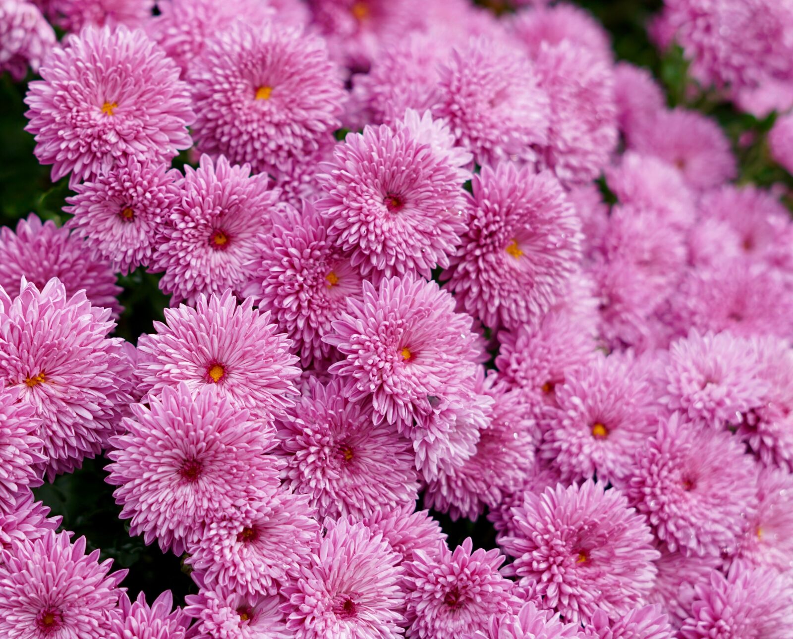 Sony FE 50mm F1.8 sample photo. Mums, fall flowers, autumn photography