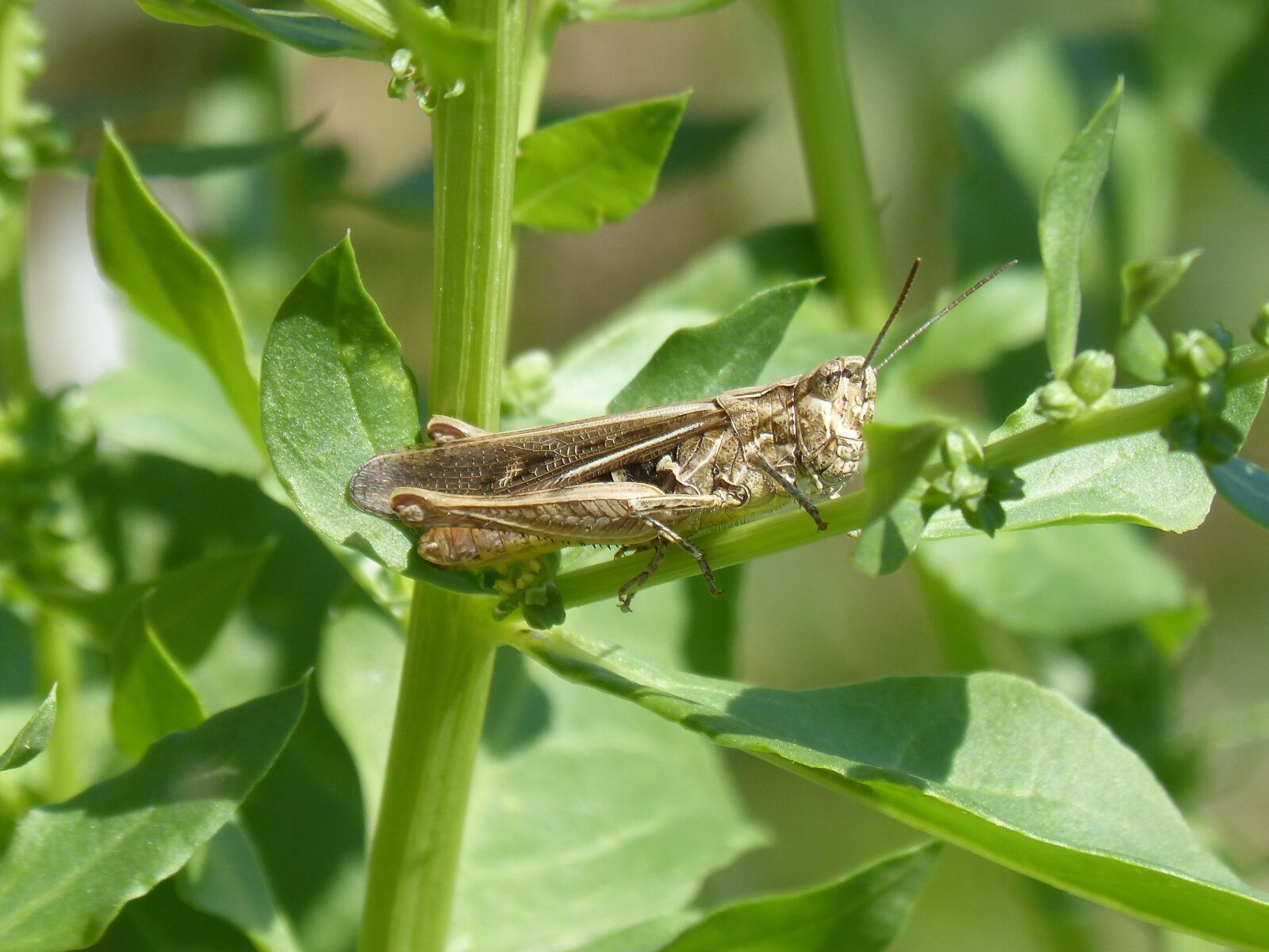 Panasonic DMC-FZ62 sample photo. Grasshopper, lobster, orthopteron photography