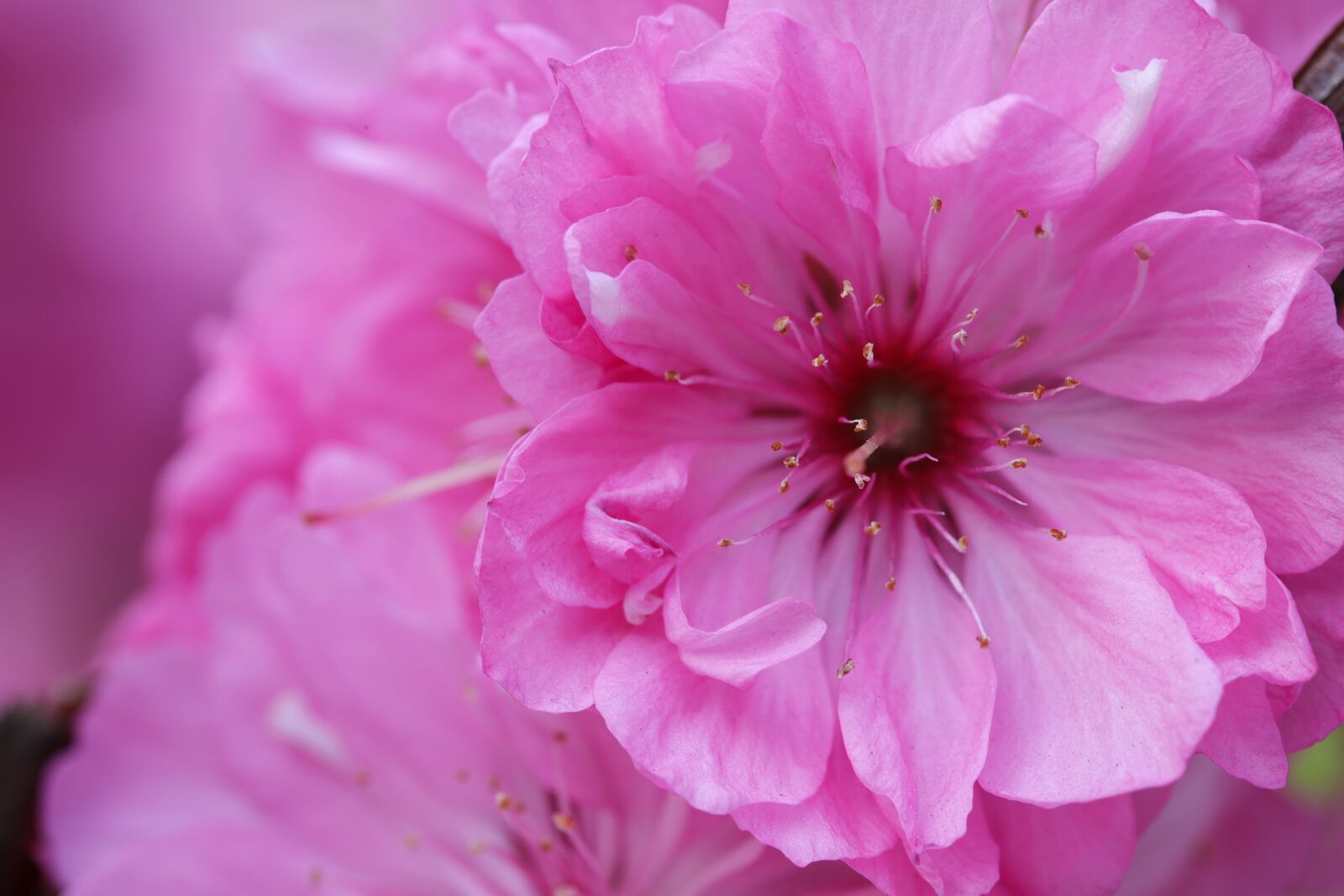Canon EOS 6D Mark II sample photo. Cherry tree, fold cherry photography