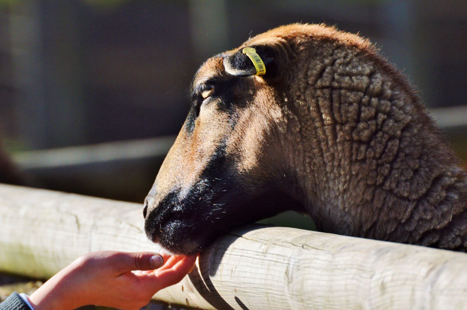 Nikon D3200 sample photo. Sheep, animals, sheep's wool photography