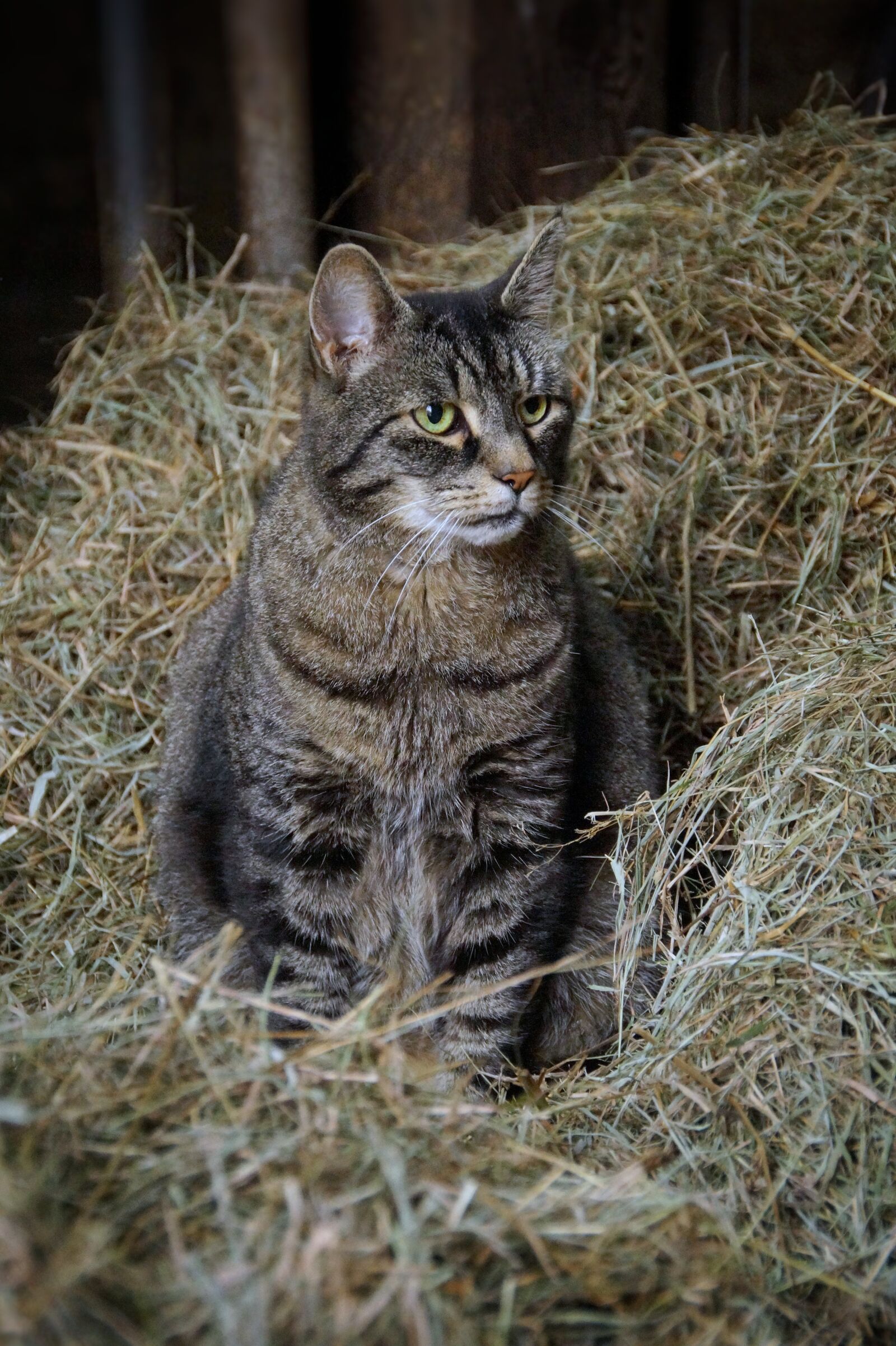 Sony SLT-A58 sample photo. Cat, straw, nest photography