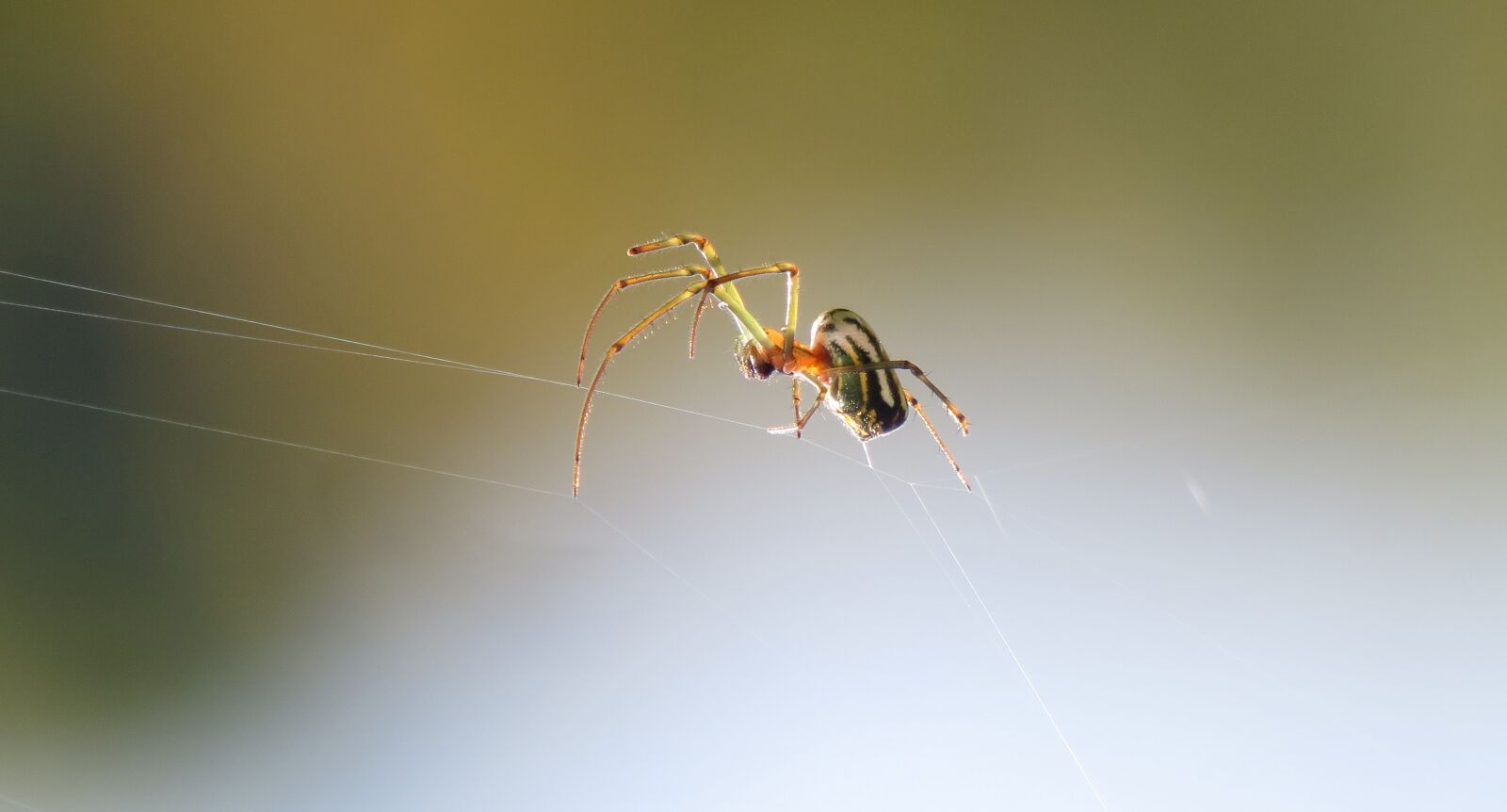 Canon PowerShot SX50 HS sample photo. Insect, spider, invertebrate photography