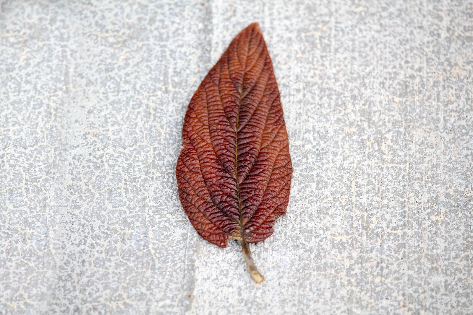 Canon EOS 700D (EOS Rebel T5i / EOS Kiss X7i) sample photo. Desktop, nature, leaf photography