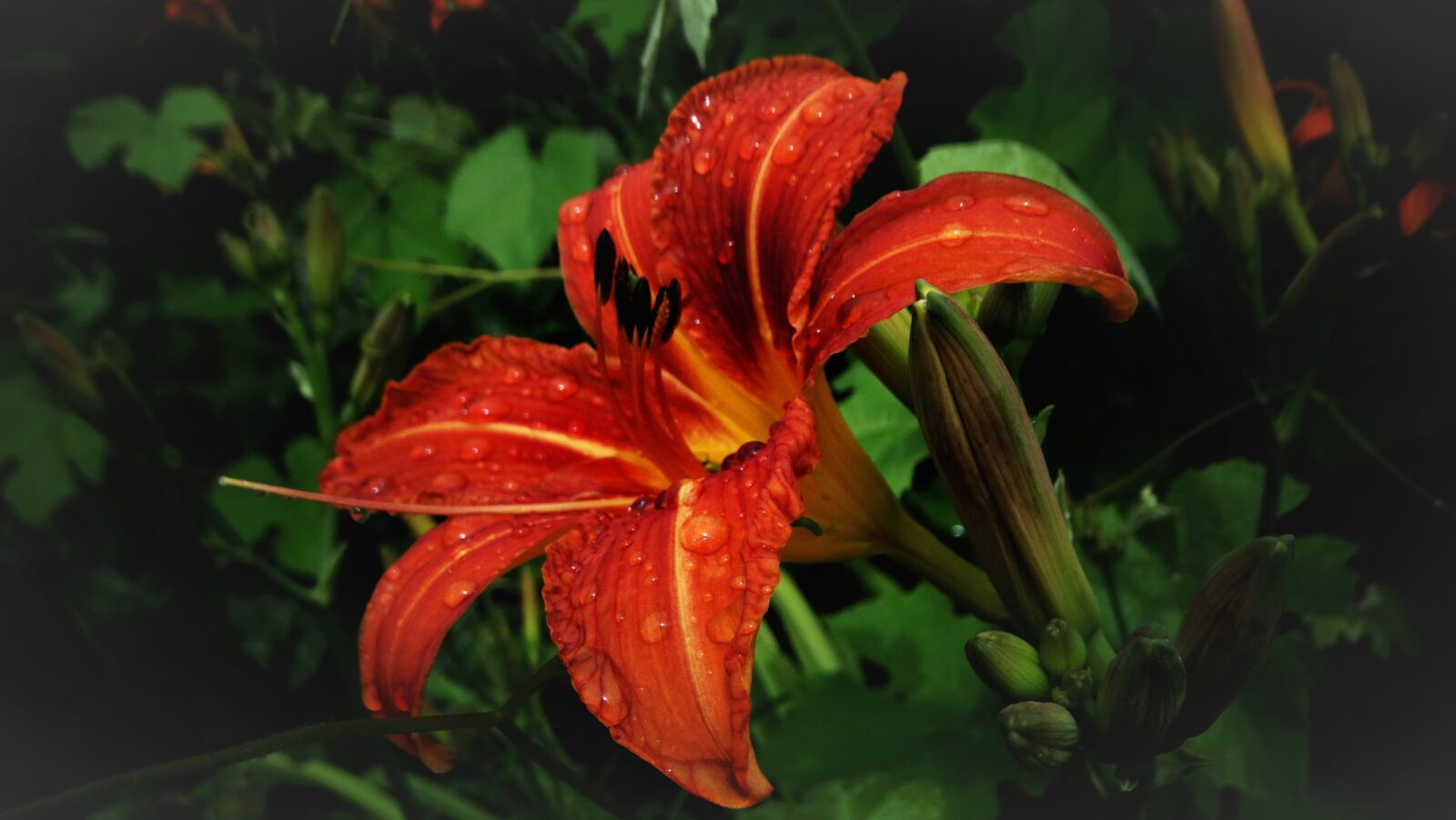 Sony Cyber-shot DSC-HX300 sample photo. Lily, flower, orange photography