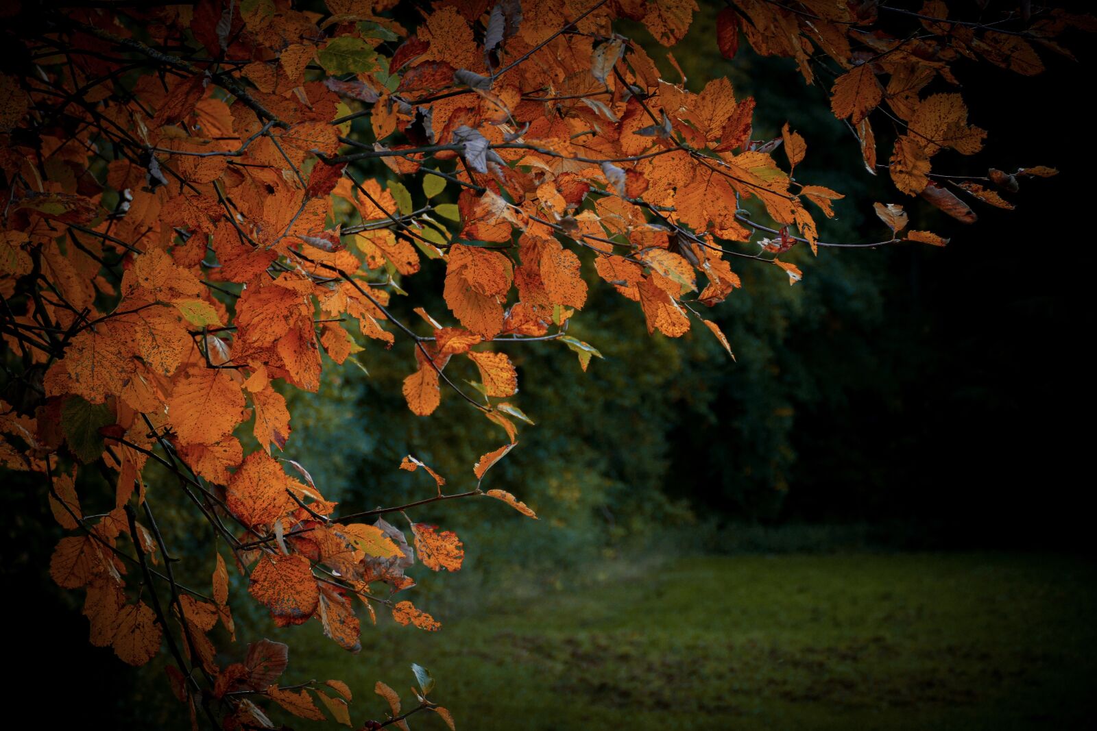 Panasonic Lumix DMC-FZ1000 sample photo. Autumn, tree, forest photography