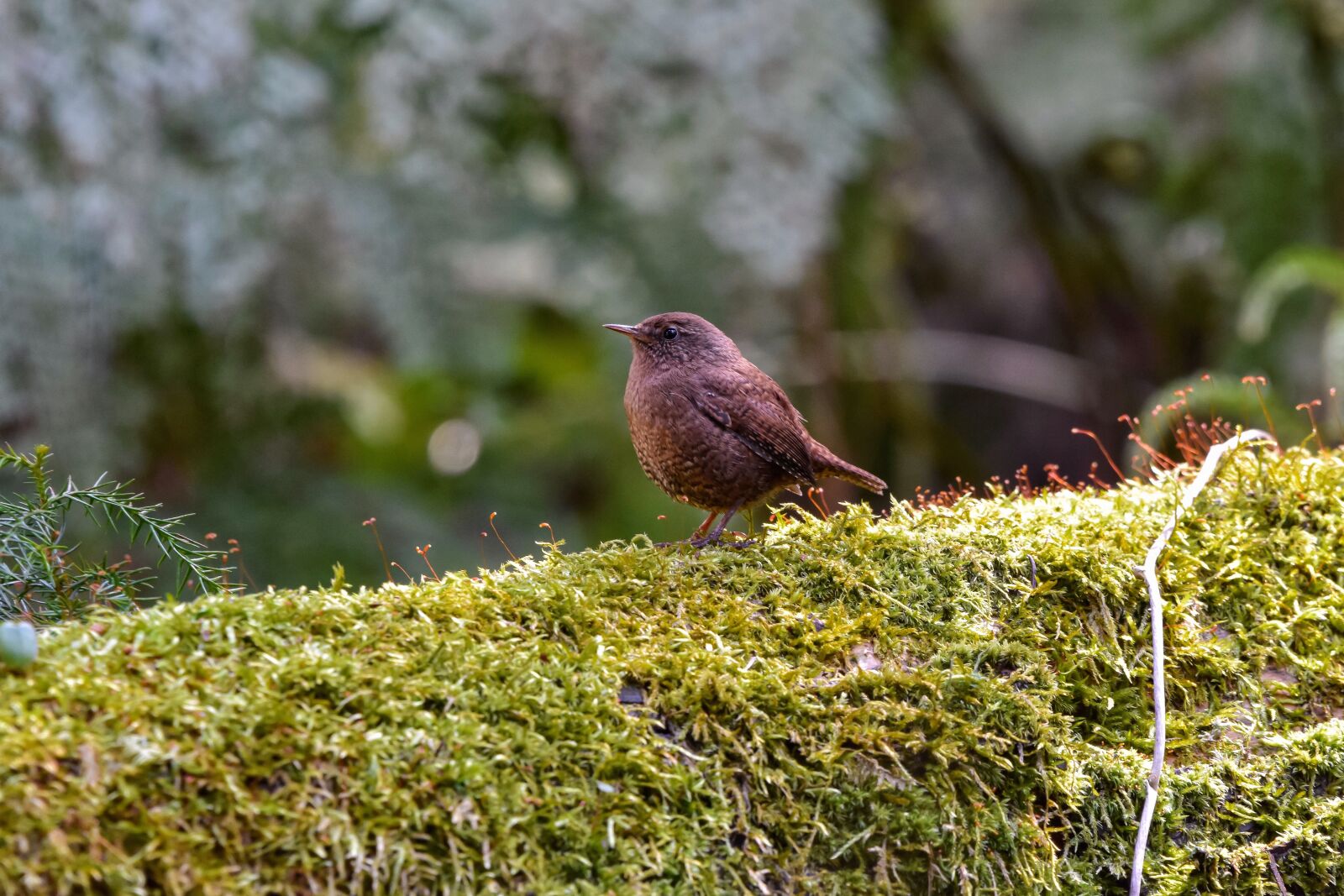 Nikon D7200 sample photo. Animal, forest, wood photography