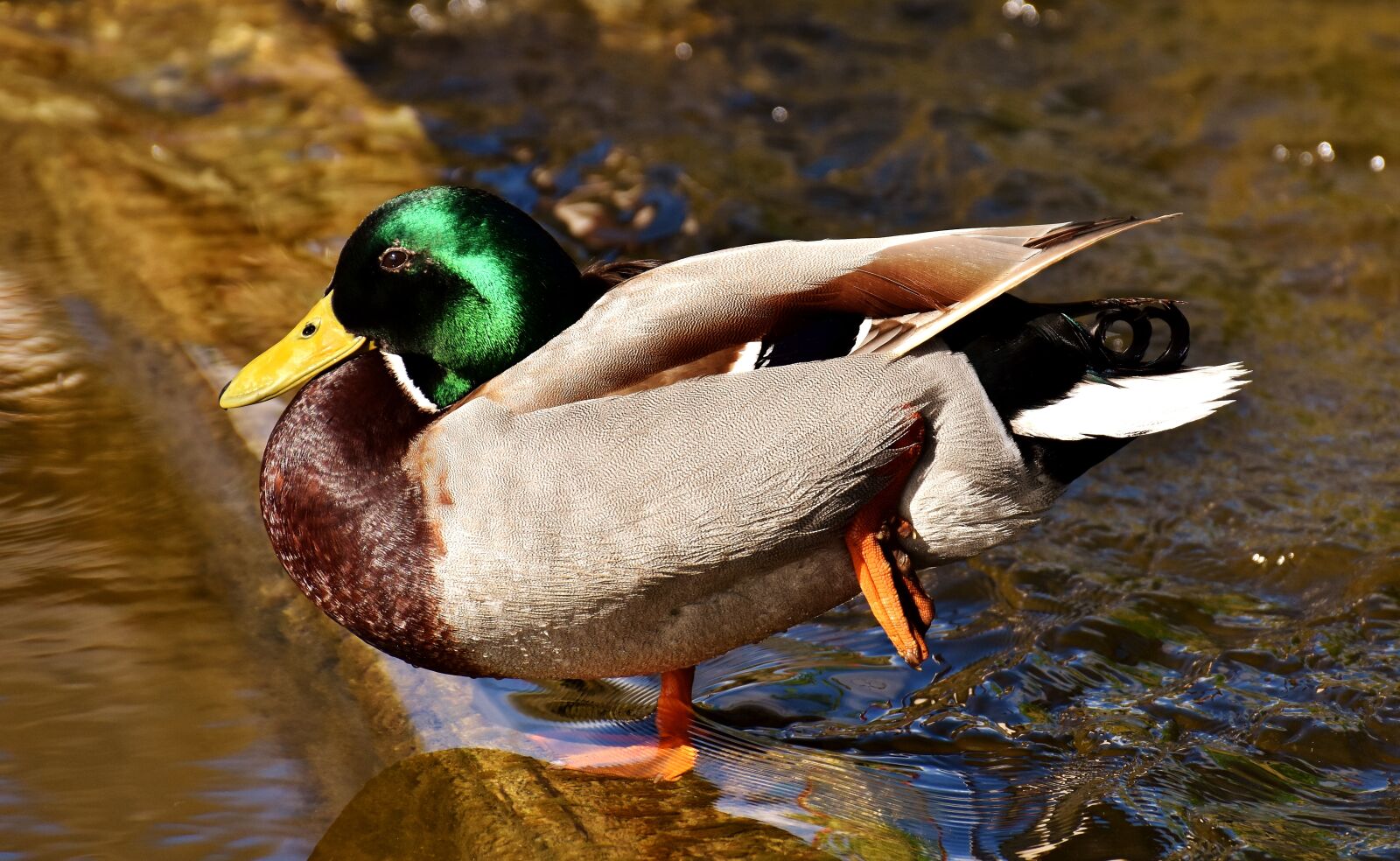 Nikon D7200 sample photo. Duck, mallard, drake photography